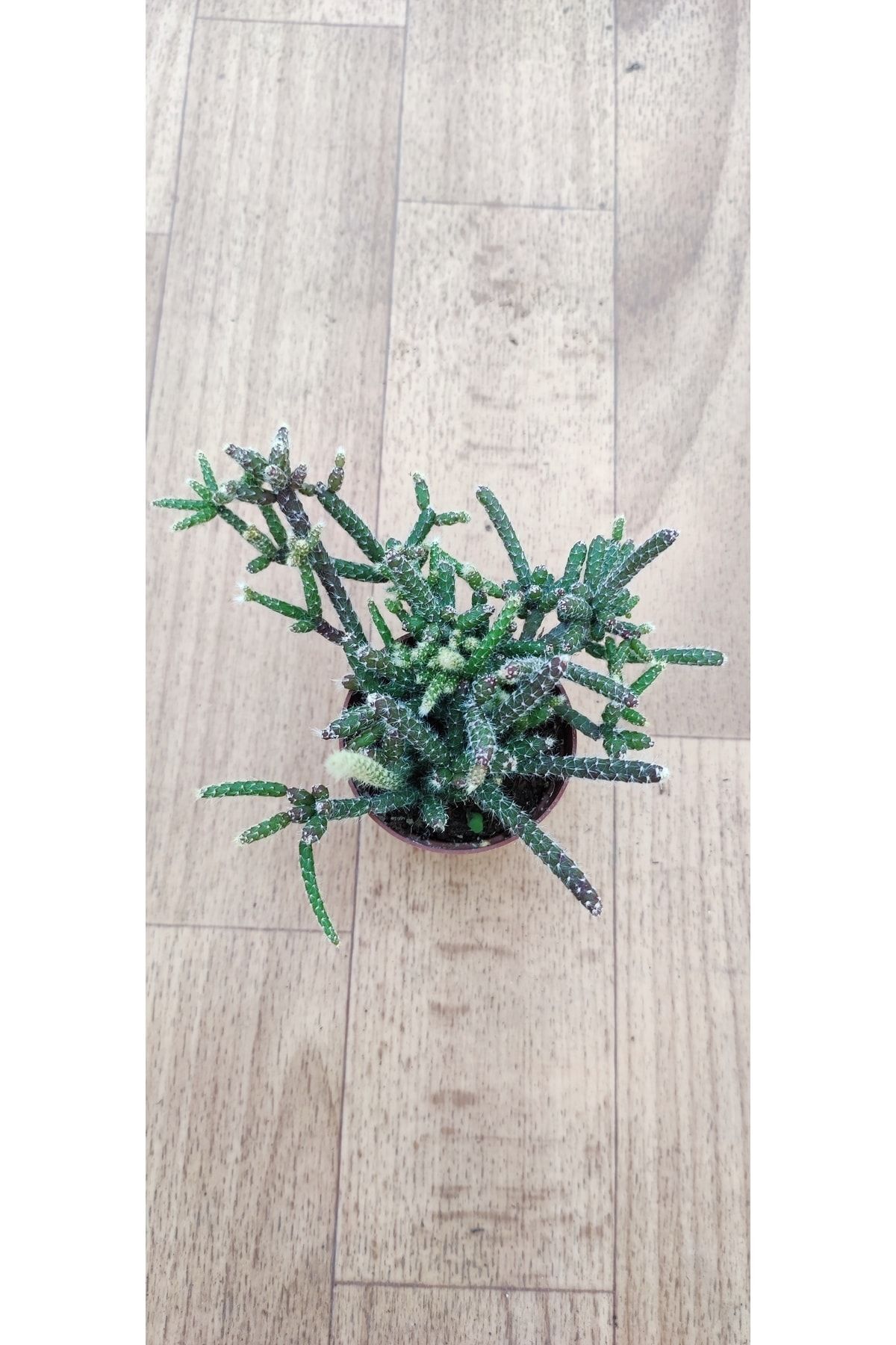 Rhipsalis Pilocarpa Sukulent Kaktüs ( 5.5 Cm Saksıda ) 3