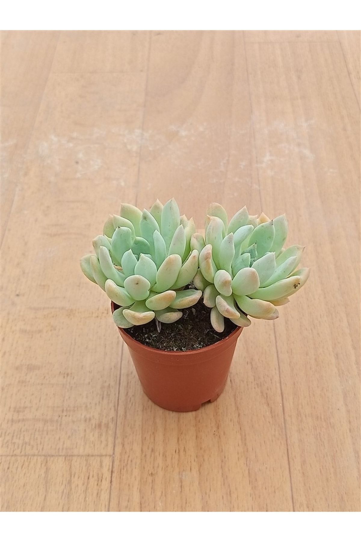 Pachyveria Clavata ( 5,5 Cm ) Nadir Sukulent 2