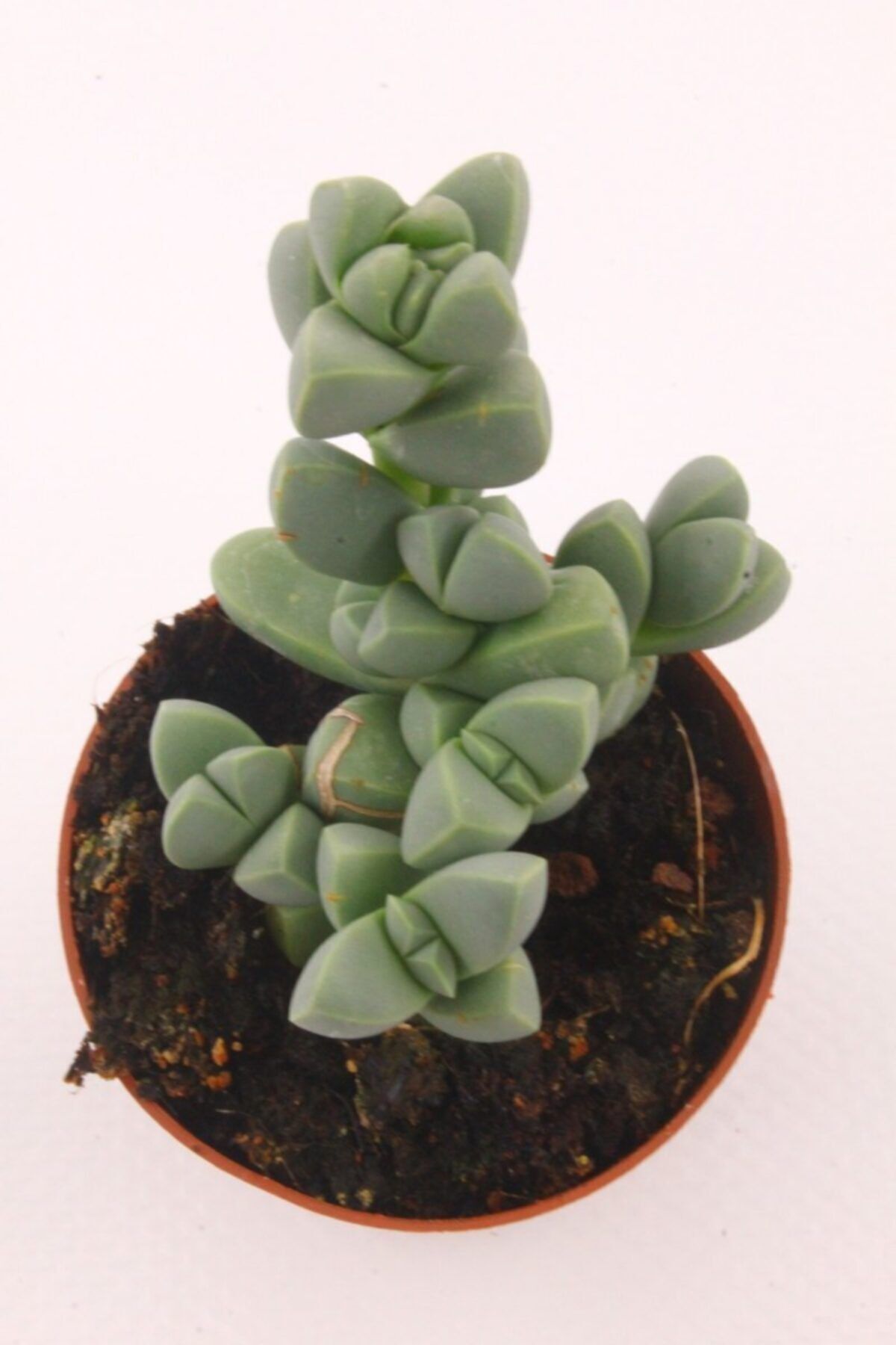Delosperma Lehmannii Sukulent 2