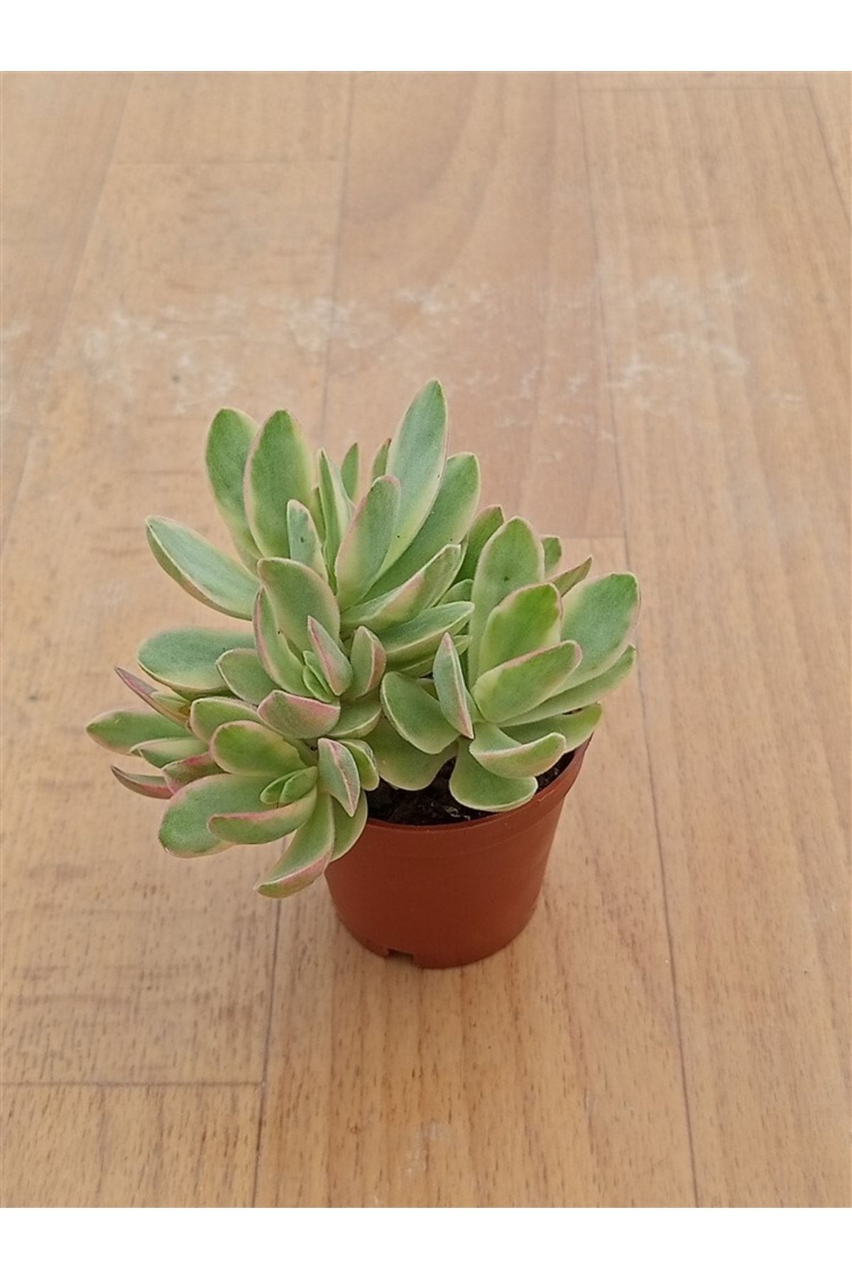 Crassula Ovata Alacalı Money Maker Sukulent 5,5 Cm Saksıda 2