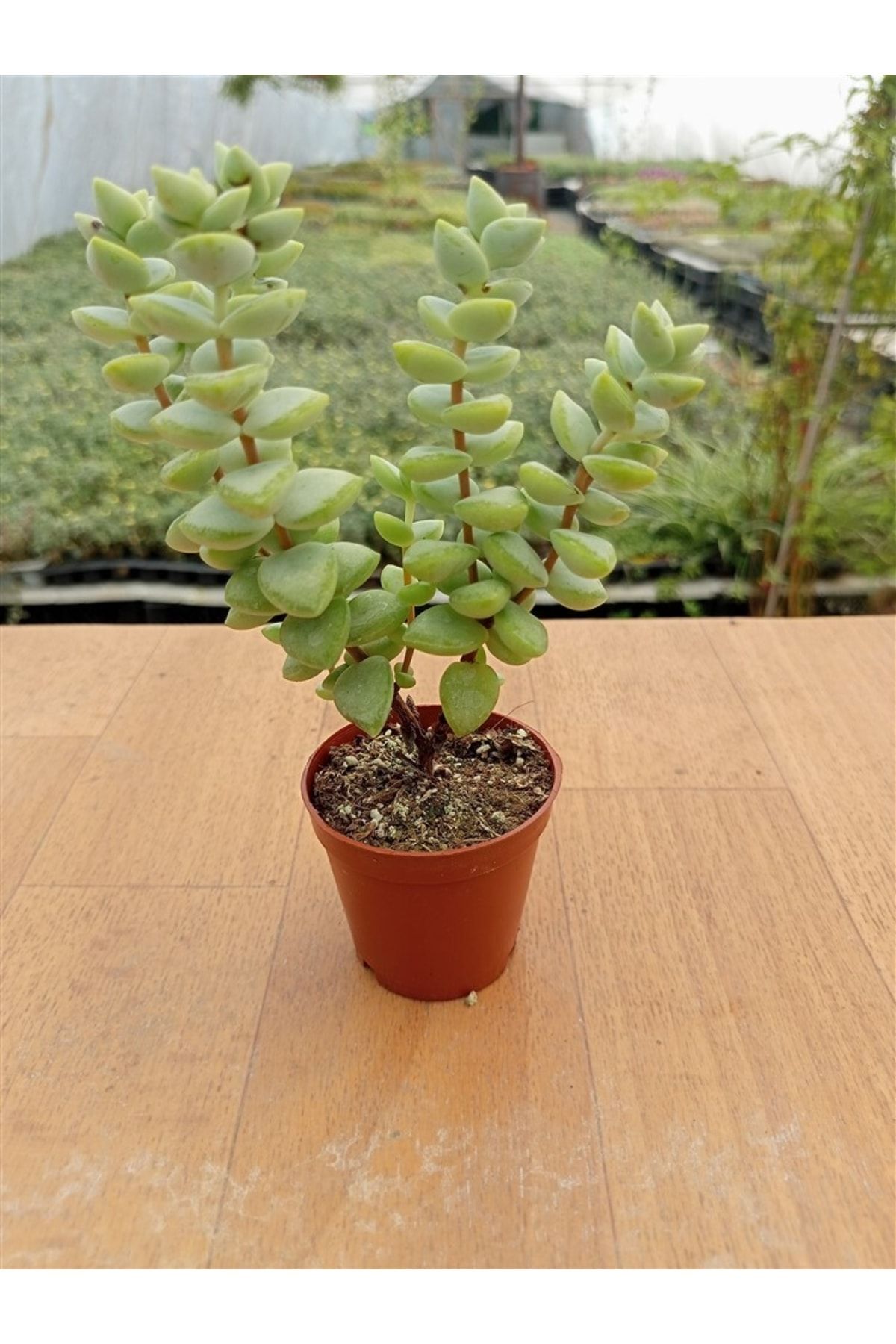 Crassula Rupestris  5,5 cm 2
