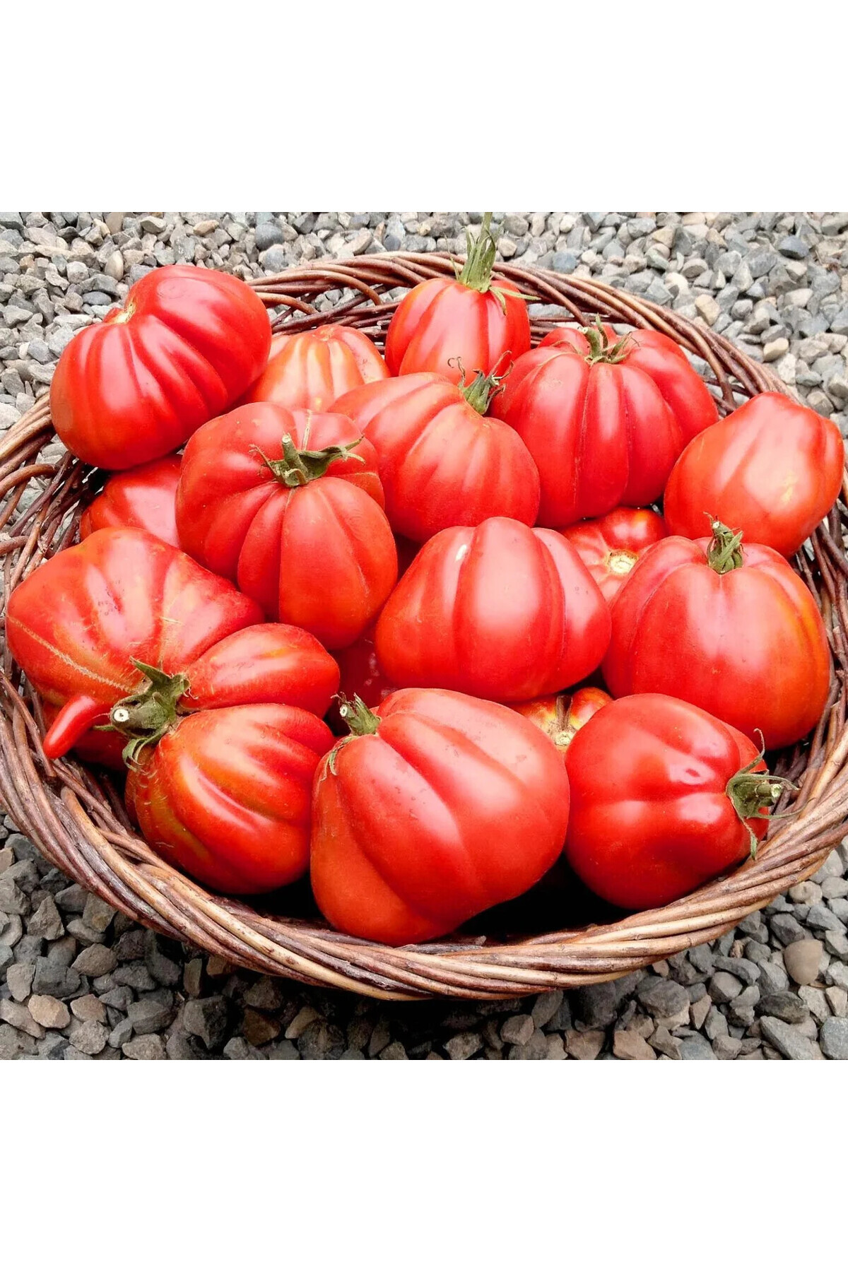 ZENGARDEN EV VE BAHÇE Yürek Domates Tohumu Atalık Italyan Cuor Di Bue Tomato
