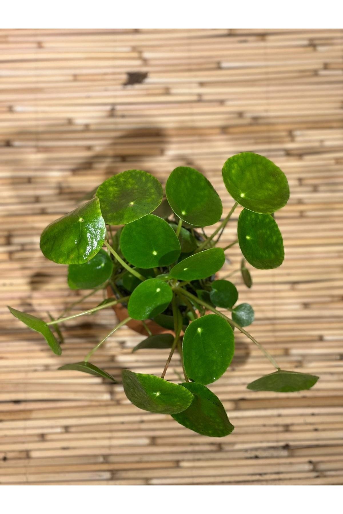Pilea Peperomioides-chinese Money Tree 12 Cm Pot Diameter