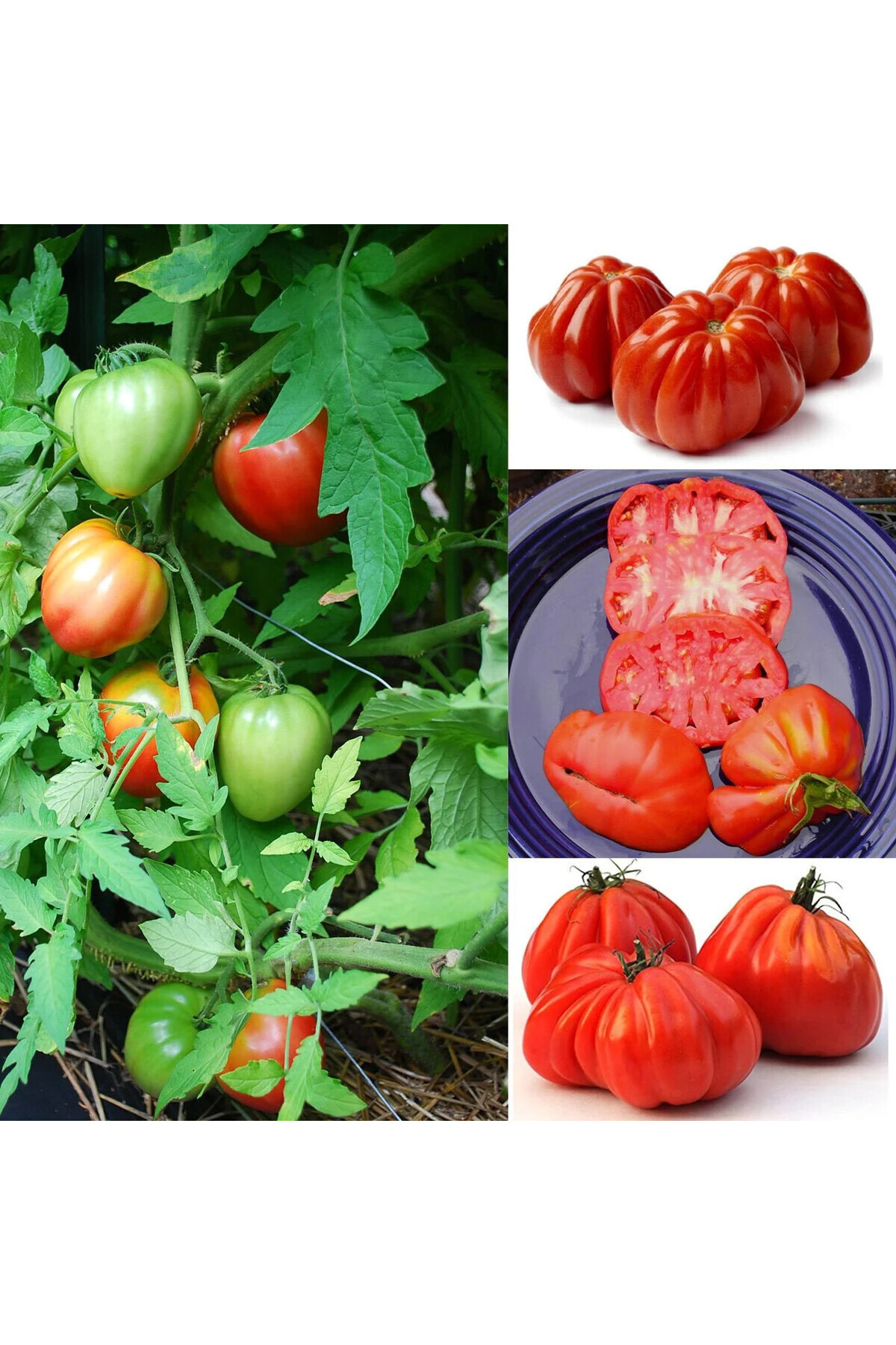 ZENGARDEN EV VE BAHÇE Yürek Domates Tohumu Atalık Italyan Cuor Di Bue Tomato