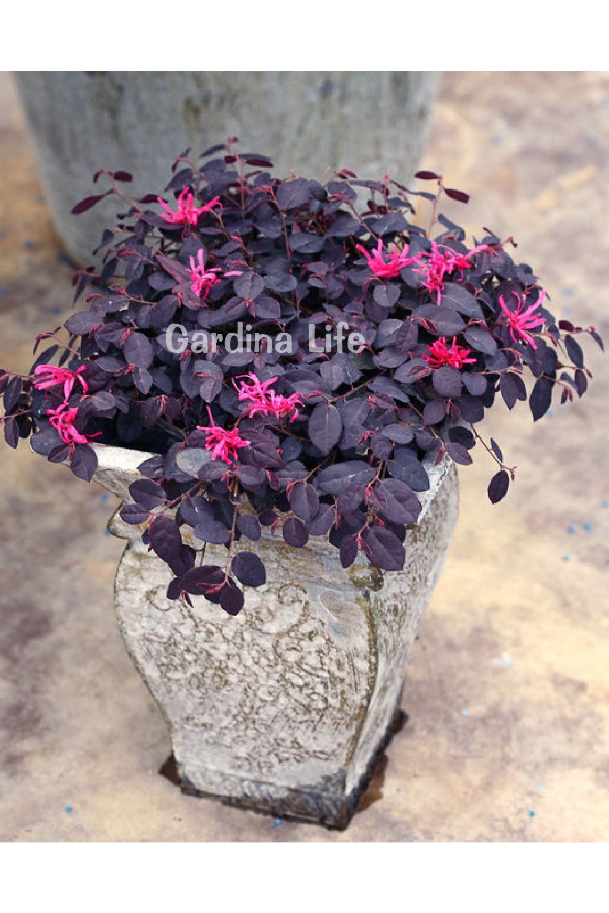 Ateş Dansı Pembe Rüya Çiçeği Fidesi ( LOROPETALUM ) 4