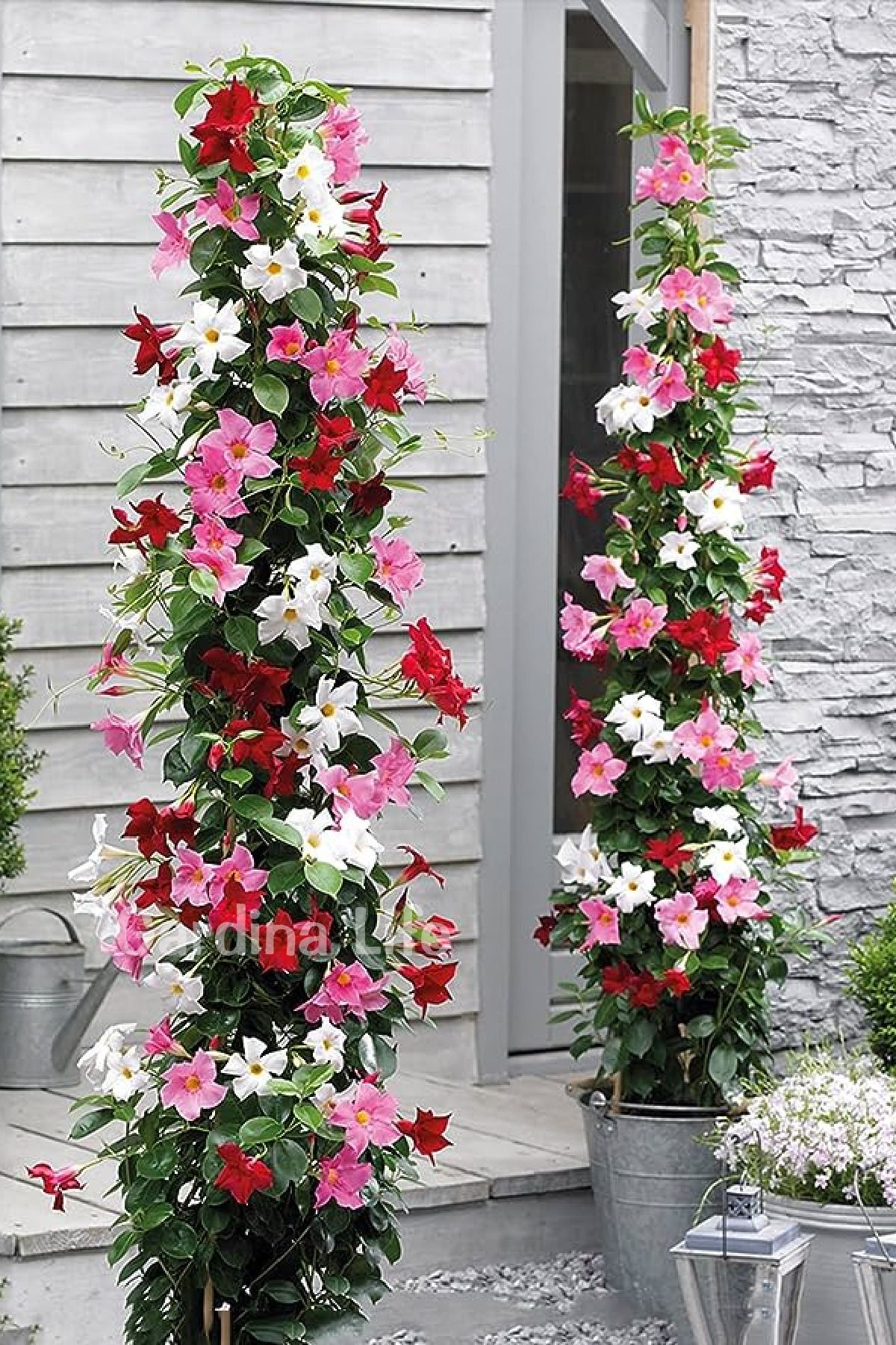 Mandevilla Flower Seedling Ivy Mix 3 Different Colors 3 Pcs (Red-White-Pink)