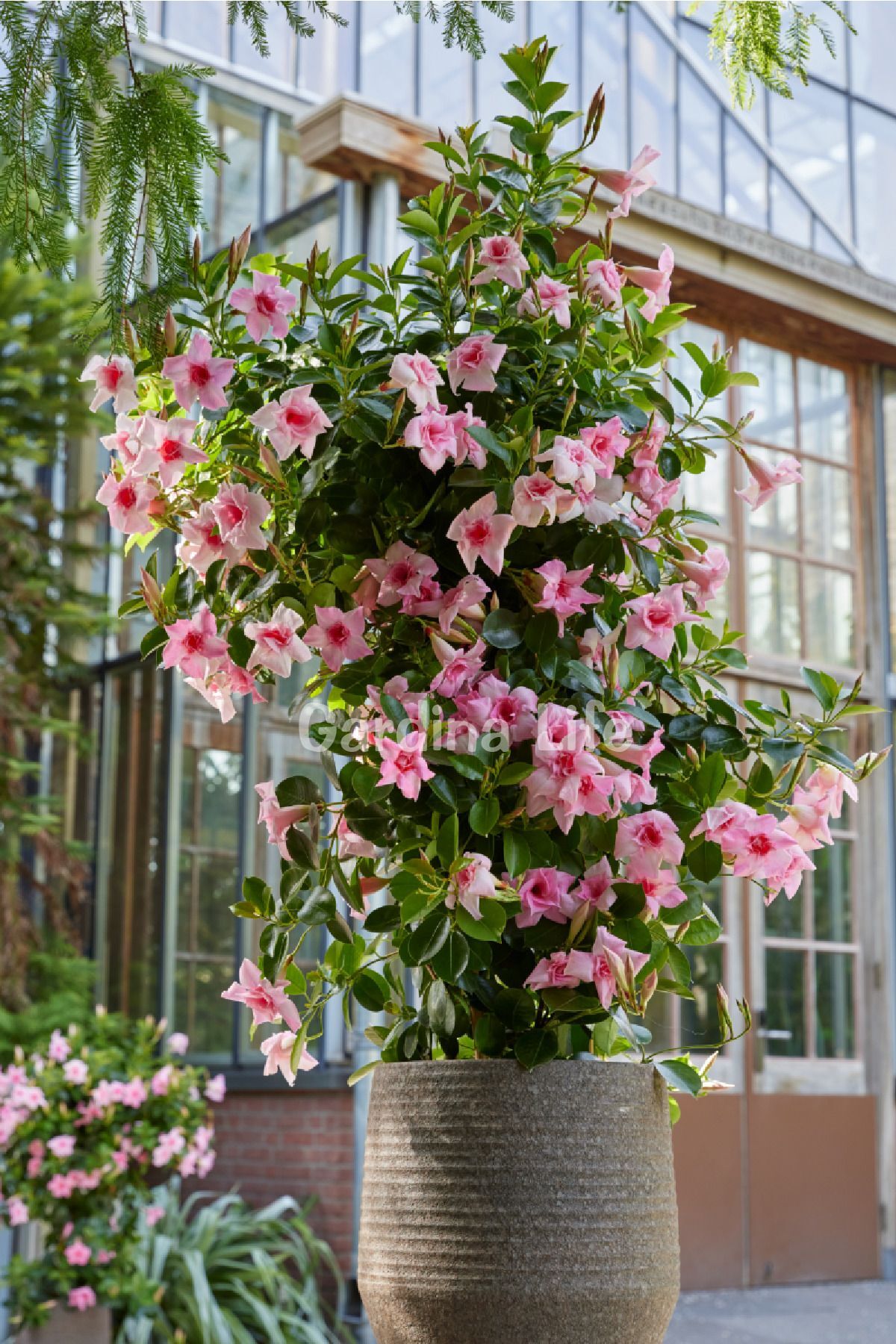 PINK Mandevilla Flower Seedling Ivy 1 Piece