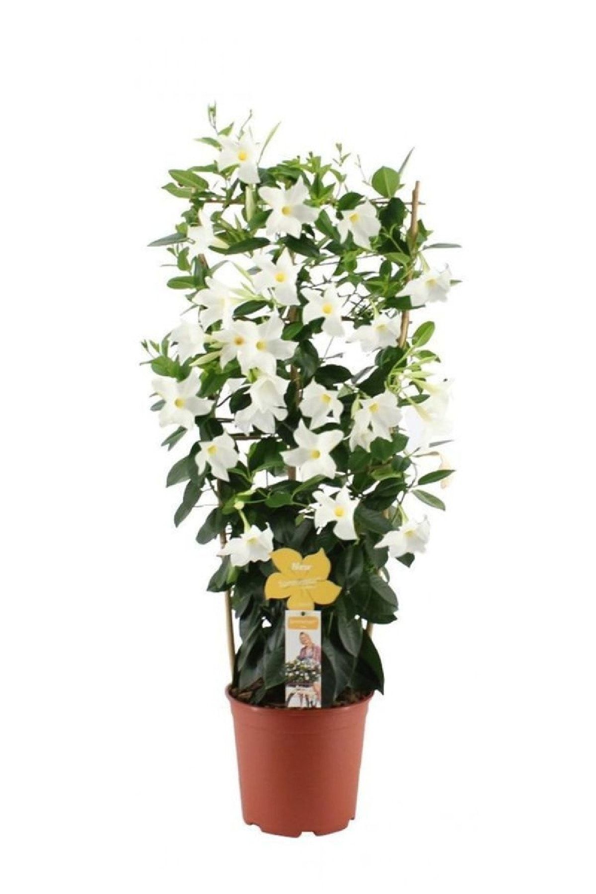 Mandevilla Flower Seedling Ivy White 1 Pc