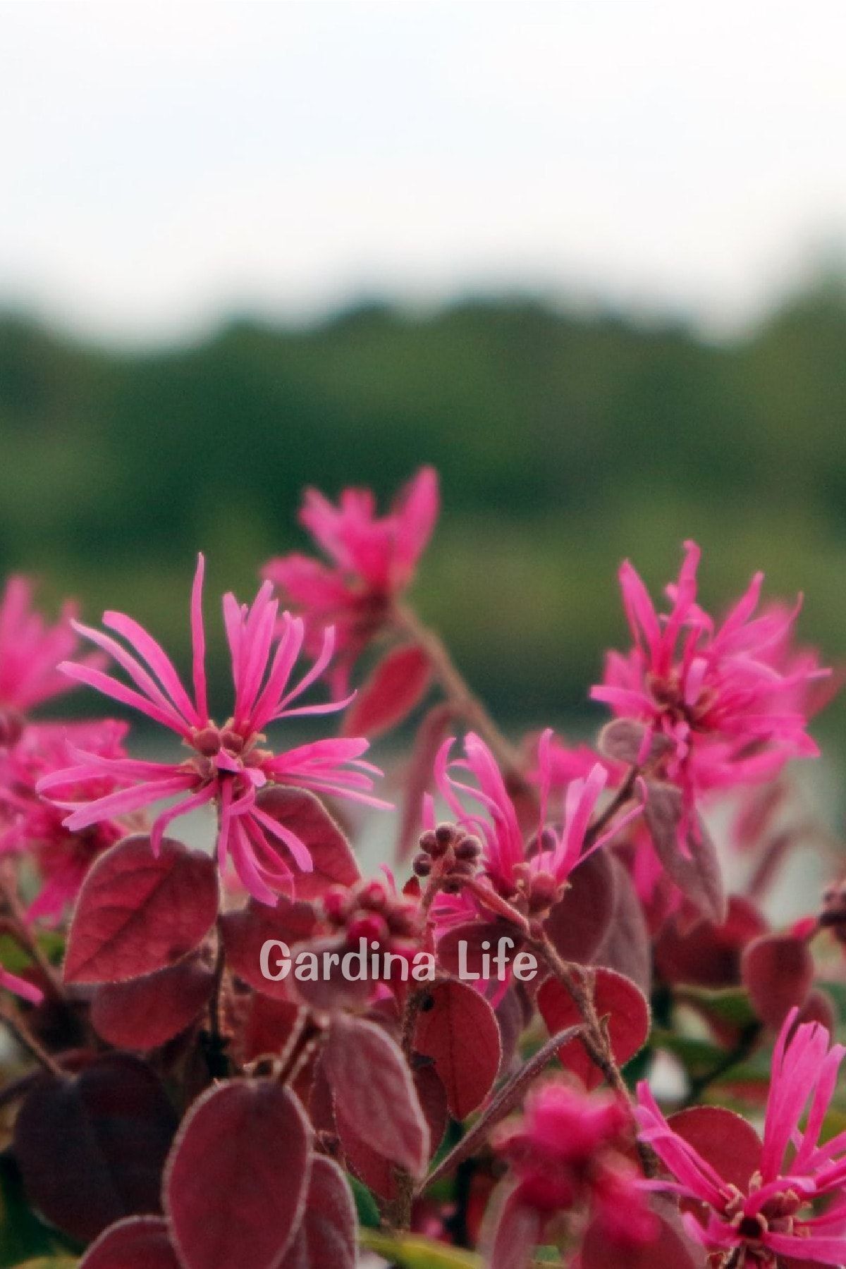 Ateş Dansı Pembe Rüya Çiçeği Fidesi ( LOROPETALUM ) 7
