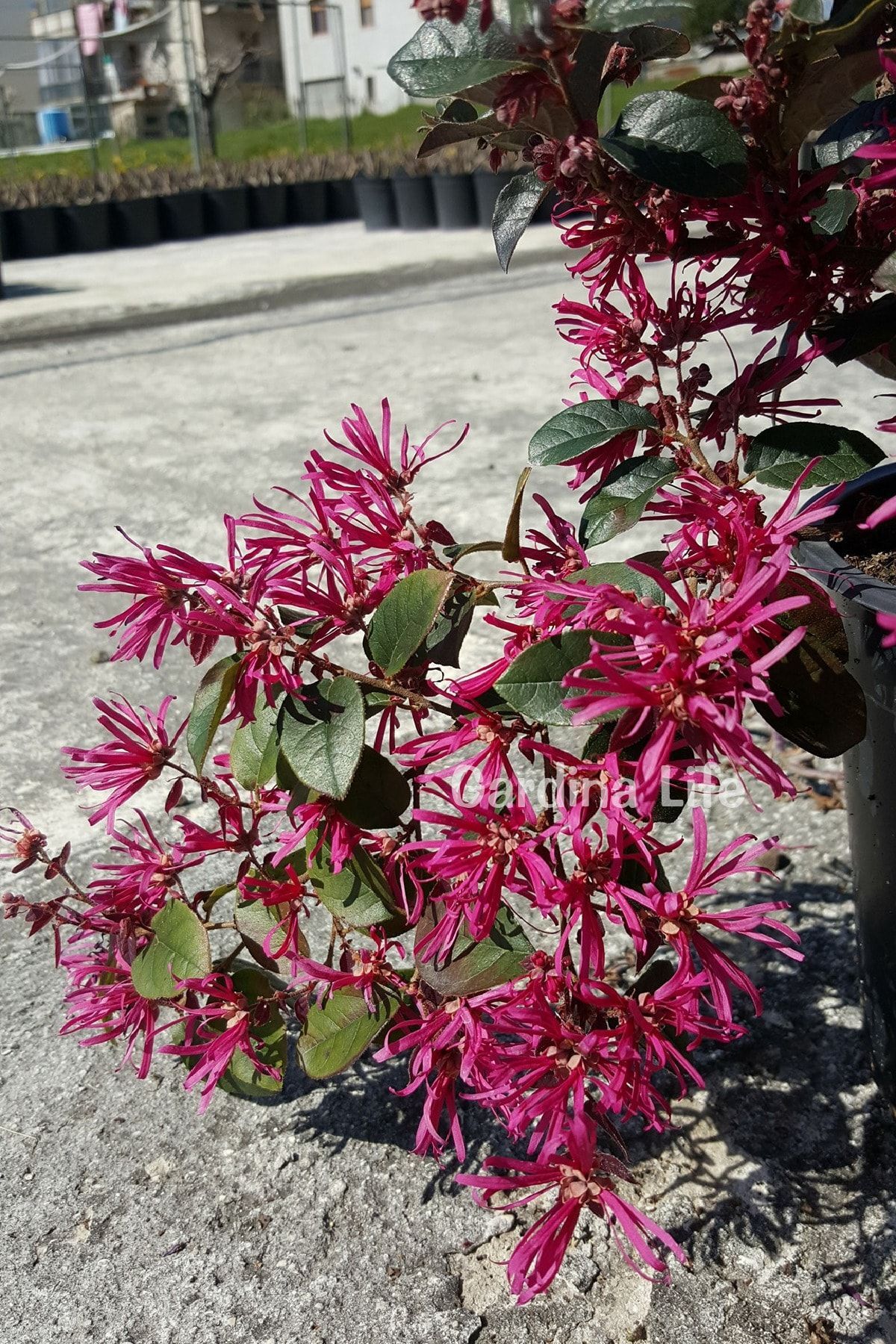 Ateş Dansı Pembe Rüya Çiçeği Fidesi ( LOROPETALUM ) 5