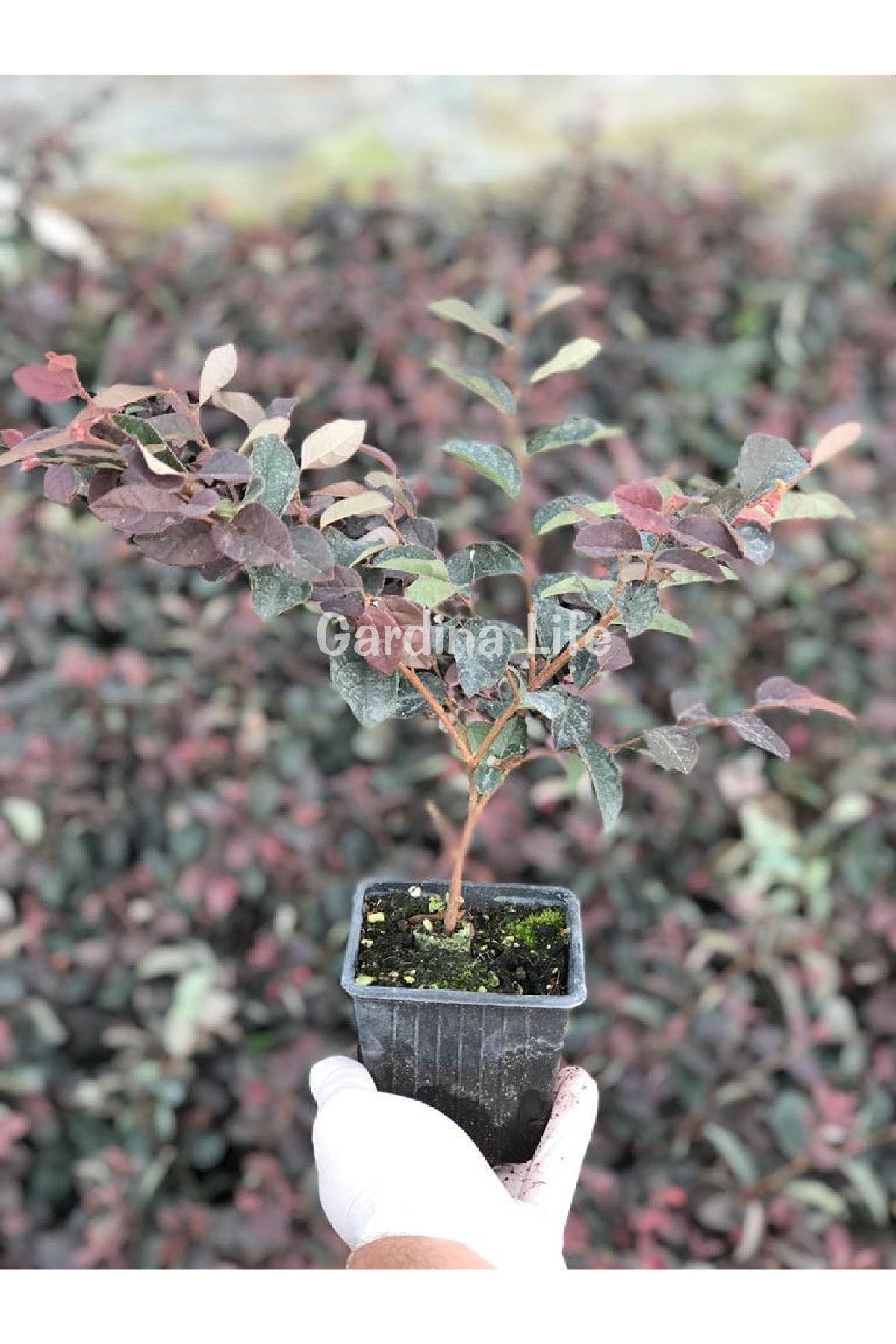 Ateş Dansı Pembe Rüya Çiçeği Fidesi ( LOROPETALUM ) 3