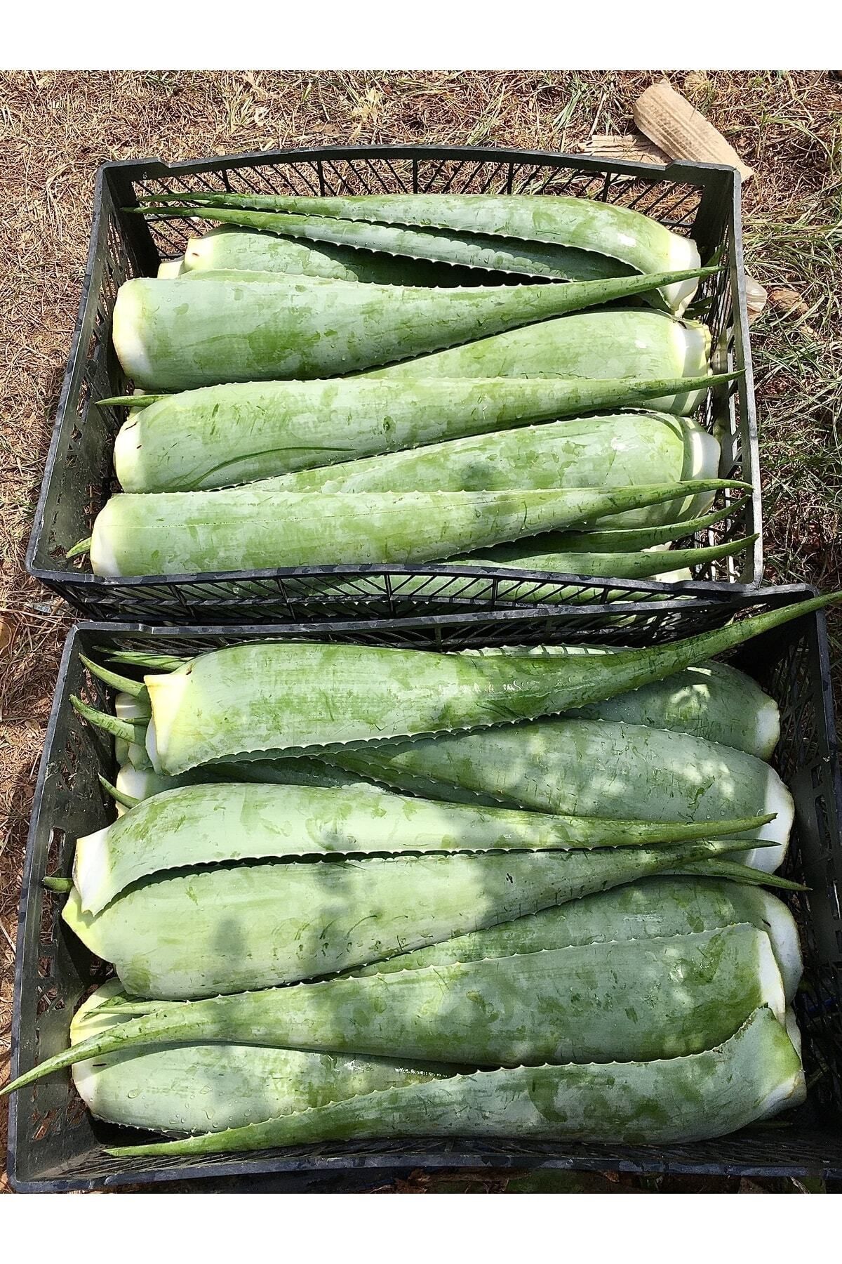 FidanBudur Selülit Ve Çatlak Karşıtı, Sıkılaştırıcı, Aloe Vera Jel, 500 gr Aloe Vera Yaprak, Doğal