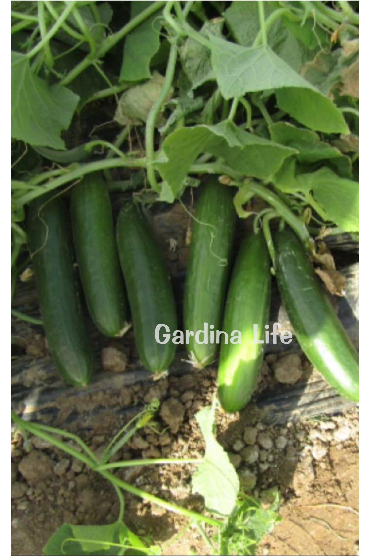 Seated Cucumber Seedling 5 Pieces