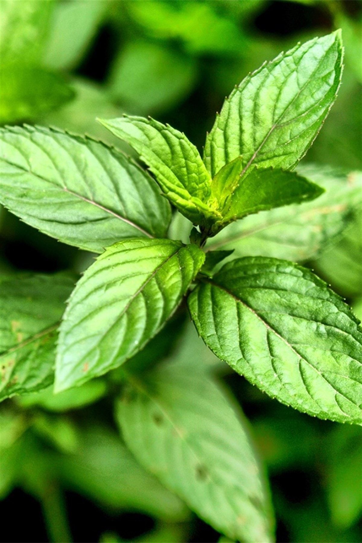 Local Mint Seedling 5 ( Mentha Spicata )