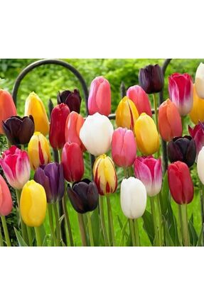 aytun çiçekçilik Karışık Renk Lale Soğanı 10 Adet