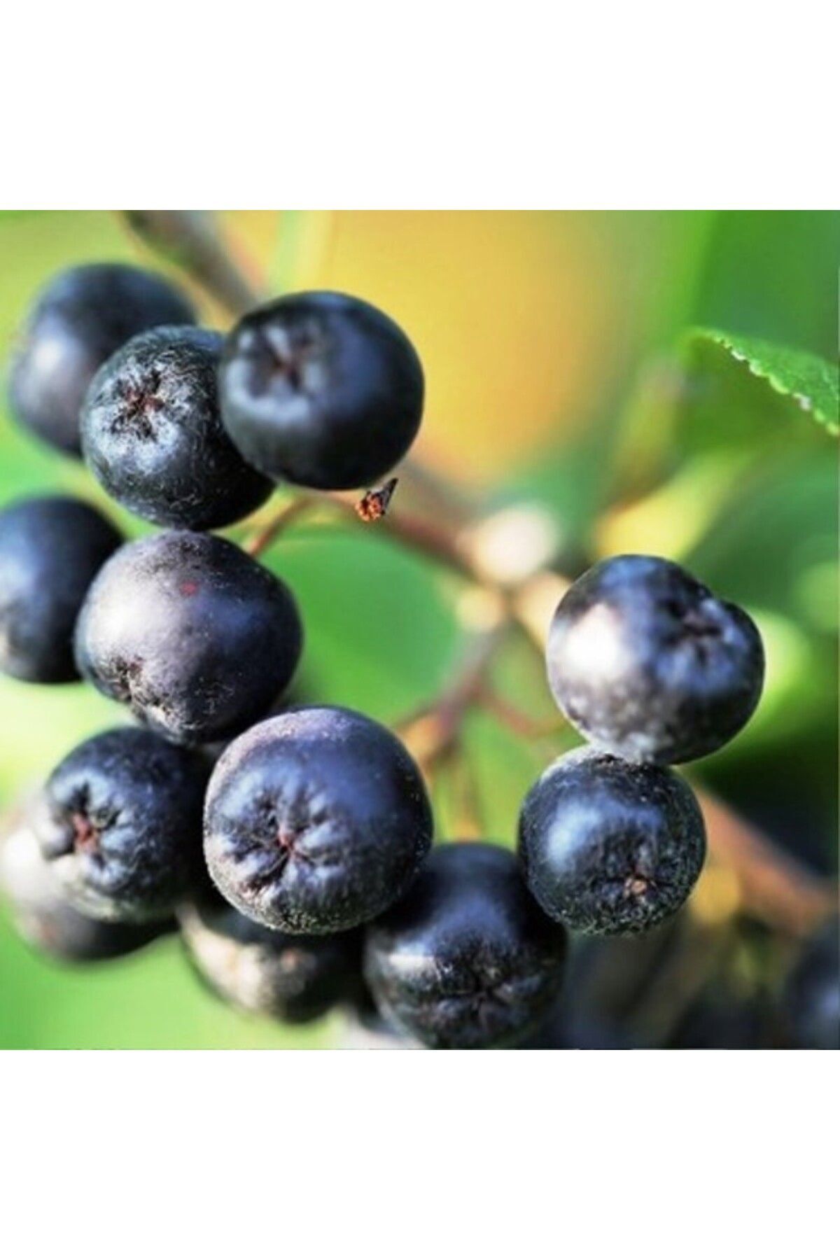 Scuba Russian Blueberry Nero Aronya Bery Seedling