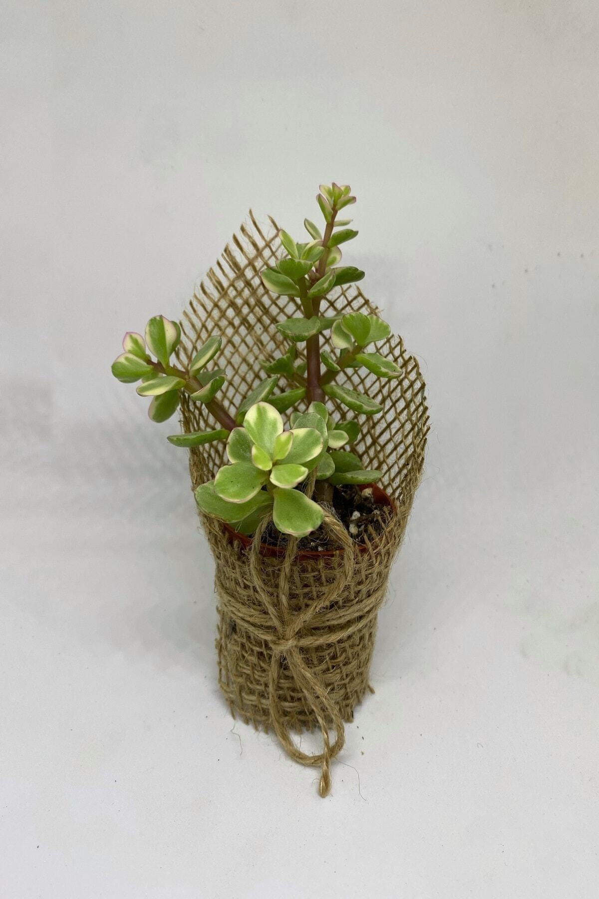 Portulacaria Afra Variegata Sukulent 2