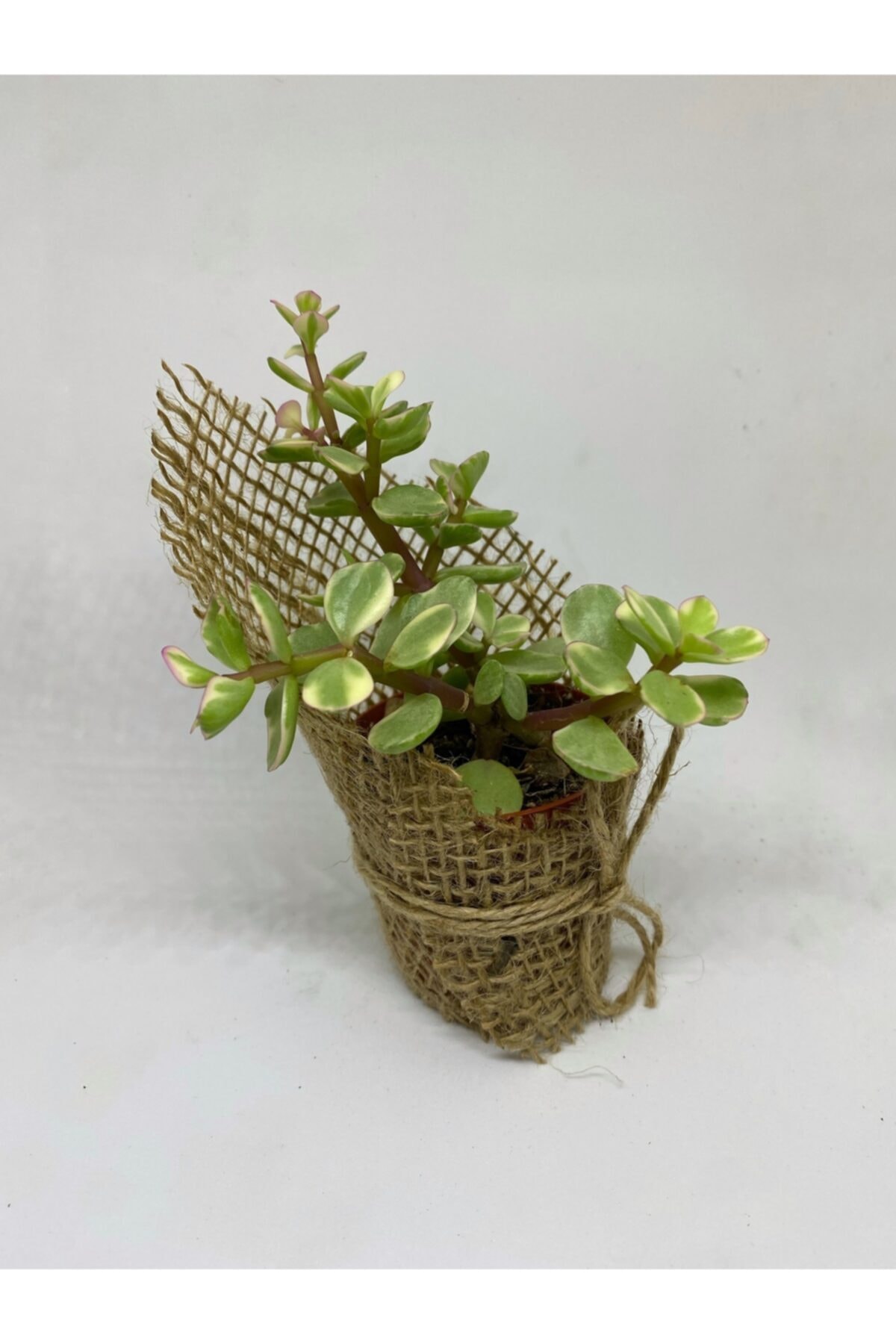 Portulacaria Afra Variegata Sukulent 3