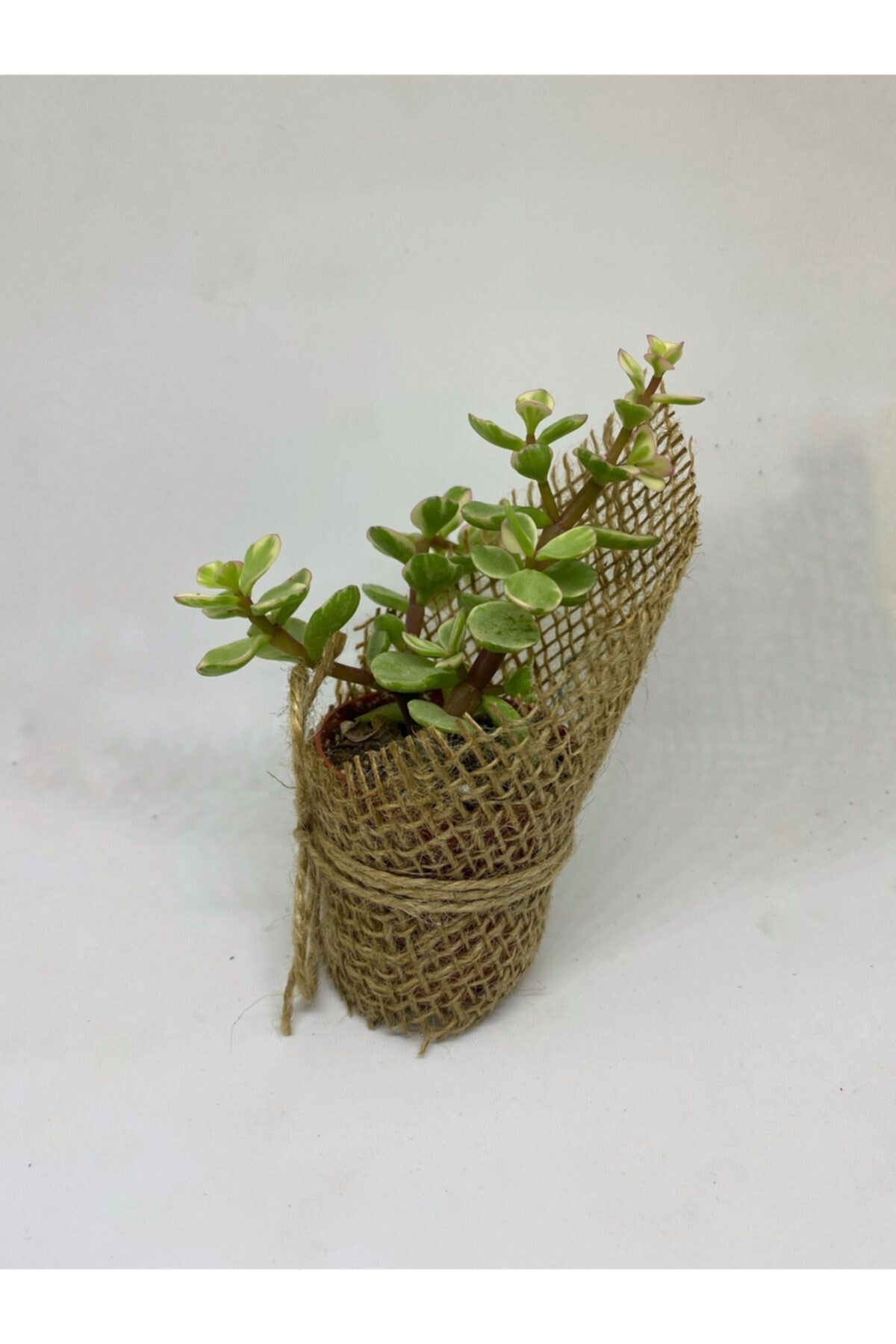 Portulacaria Afra Variegata Sukulent 4