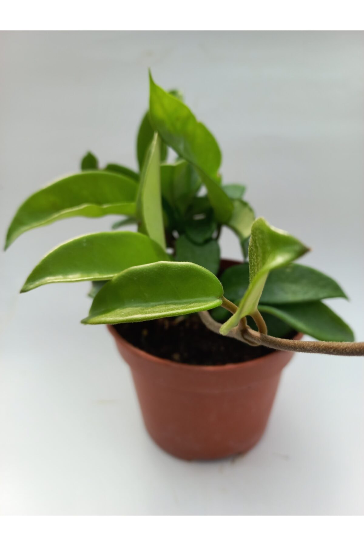 Mum Çiçeği 12cm Saksıda 2