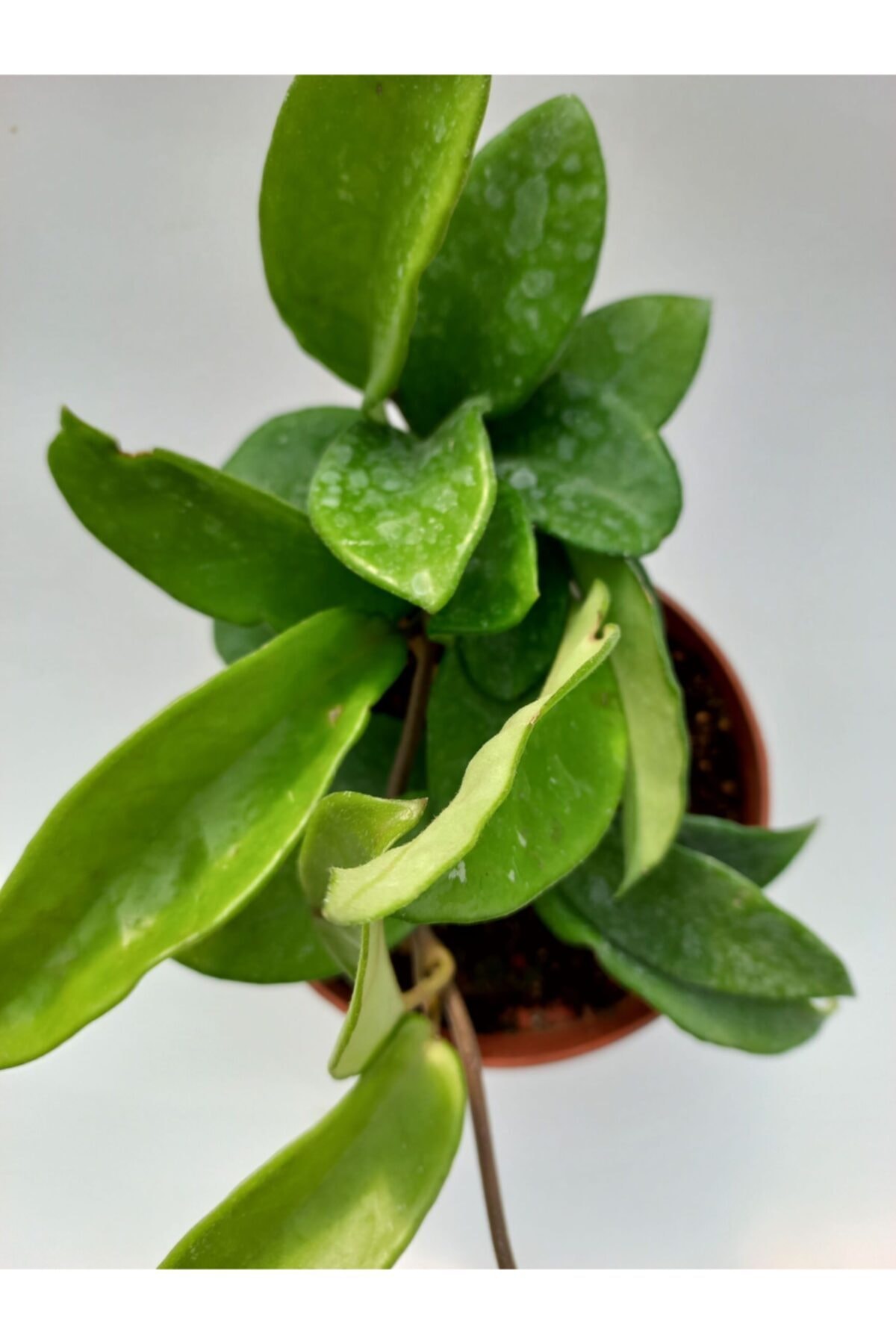Mum Çiçeği 12cm Saksıda 3