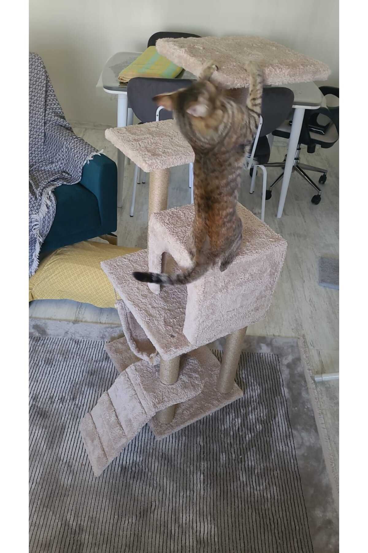pethomealpi-Luxury Cat Scratching and Play Platform - with Hammock and Nest 5