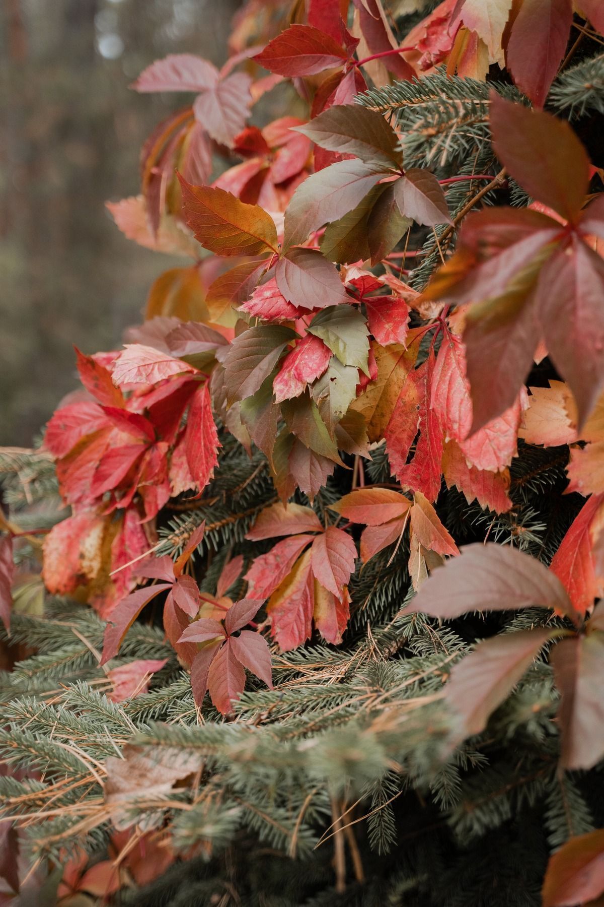 "2 Yaşında Amerikan Sarmaşığı (Parthenocissus quinquefolia) Fidanı - Güçlü Tırmanıcı Bitki" 5