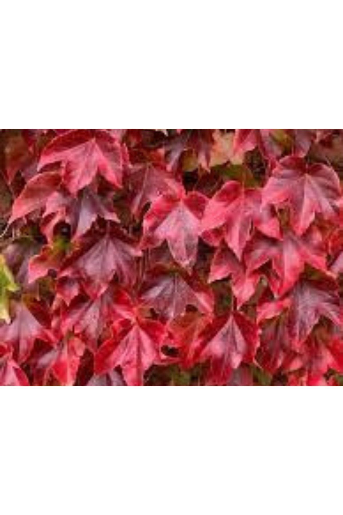 "2 Yaşında Amerikan Sarmaşığı (Parthenocissus quinquefolia) Fidanı - Güçlü Tırmanıcı Bitki" 2