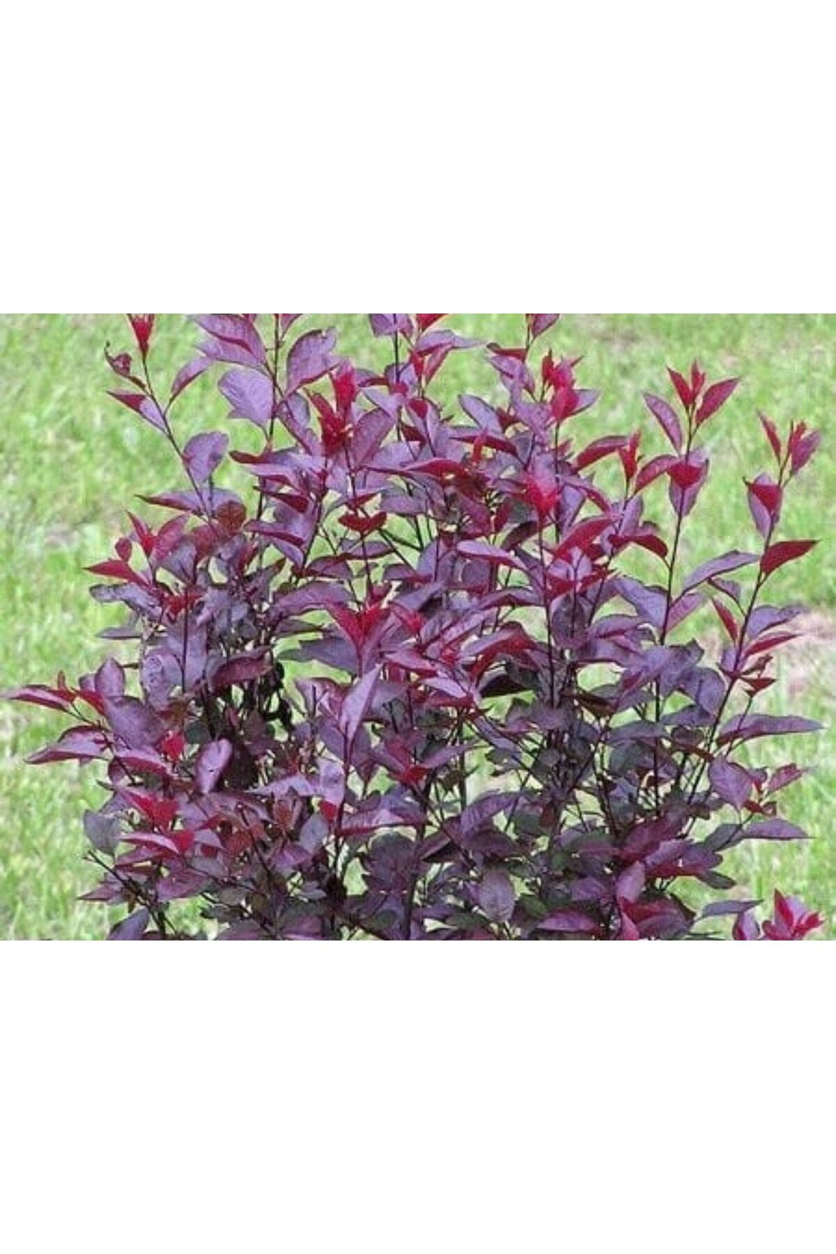 Berberis Fidanı 3