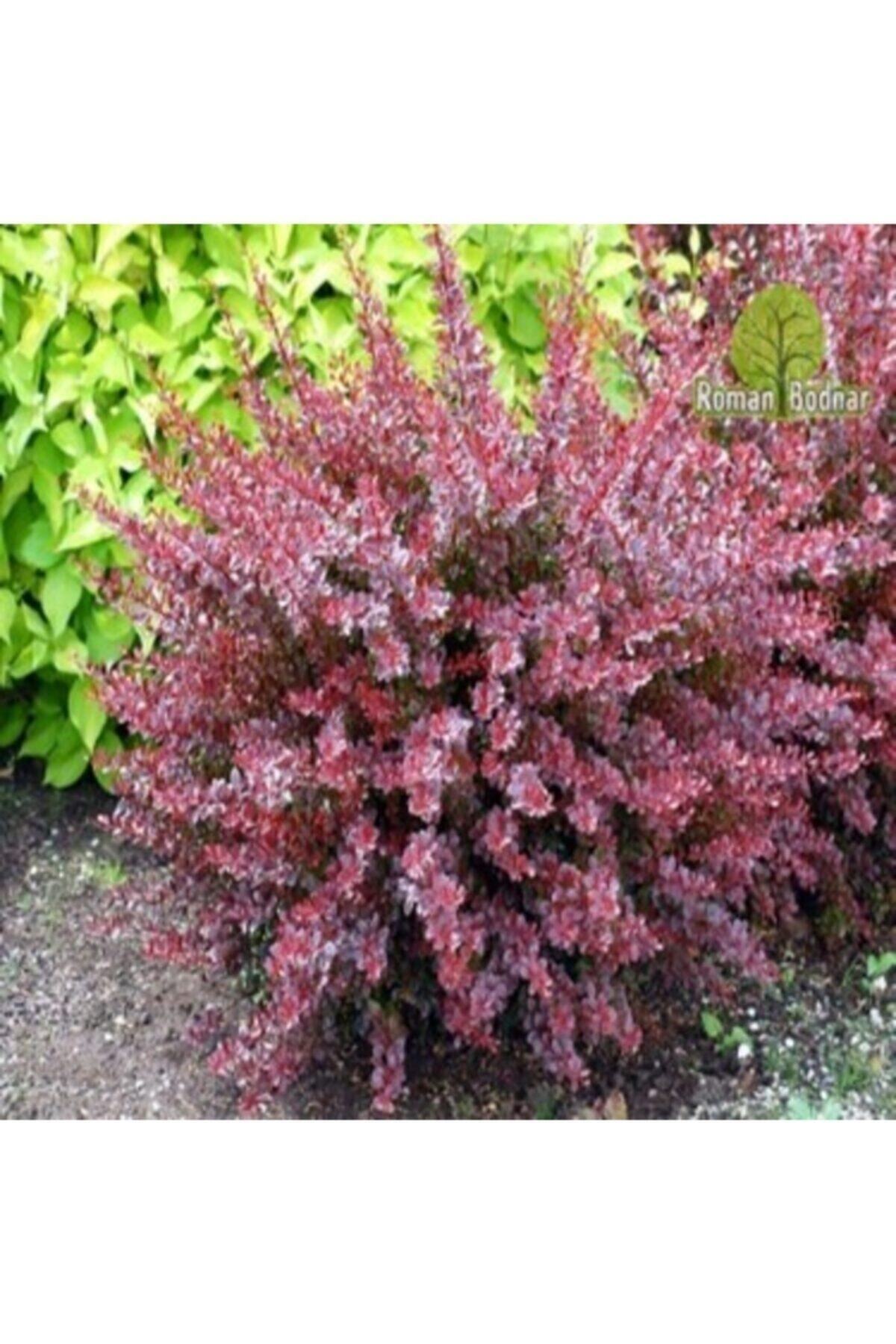 Berberis Fidanı 2