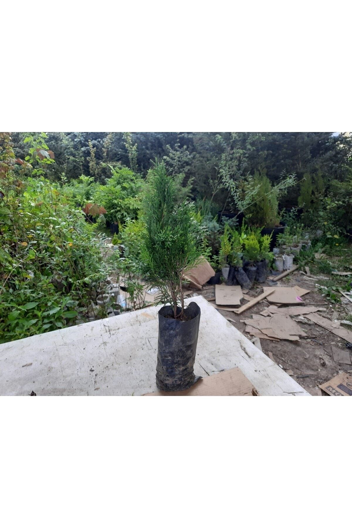 Smargat Mazı 3