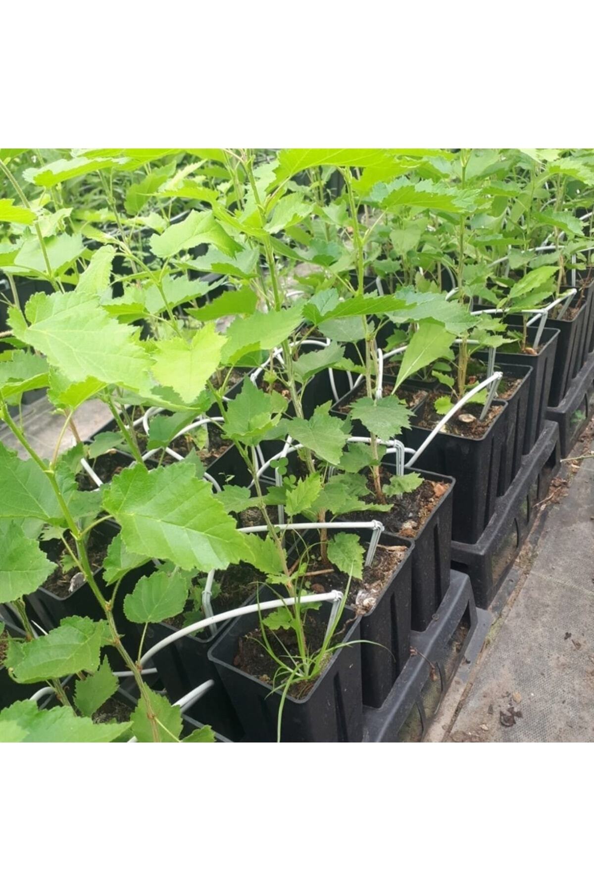Corylus Colurna Bolu Fındığı Fidanı Tüplü 1 Yaş 2