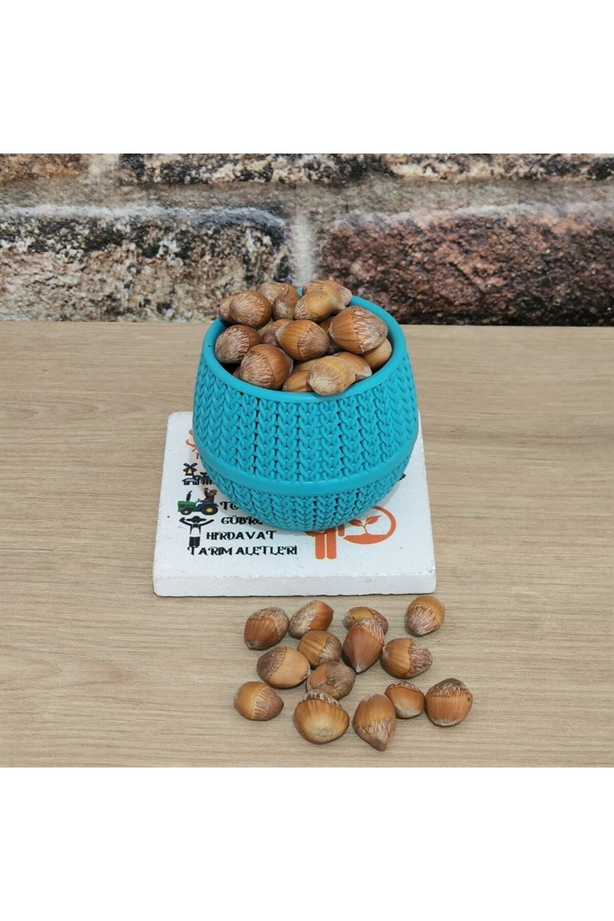 Corylus Colurna Bolu Fındığı Fidanı Tüplü 1 Yaş 4