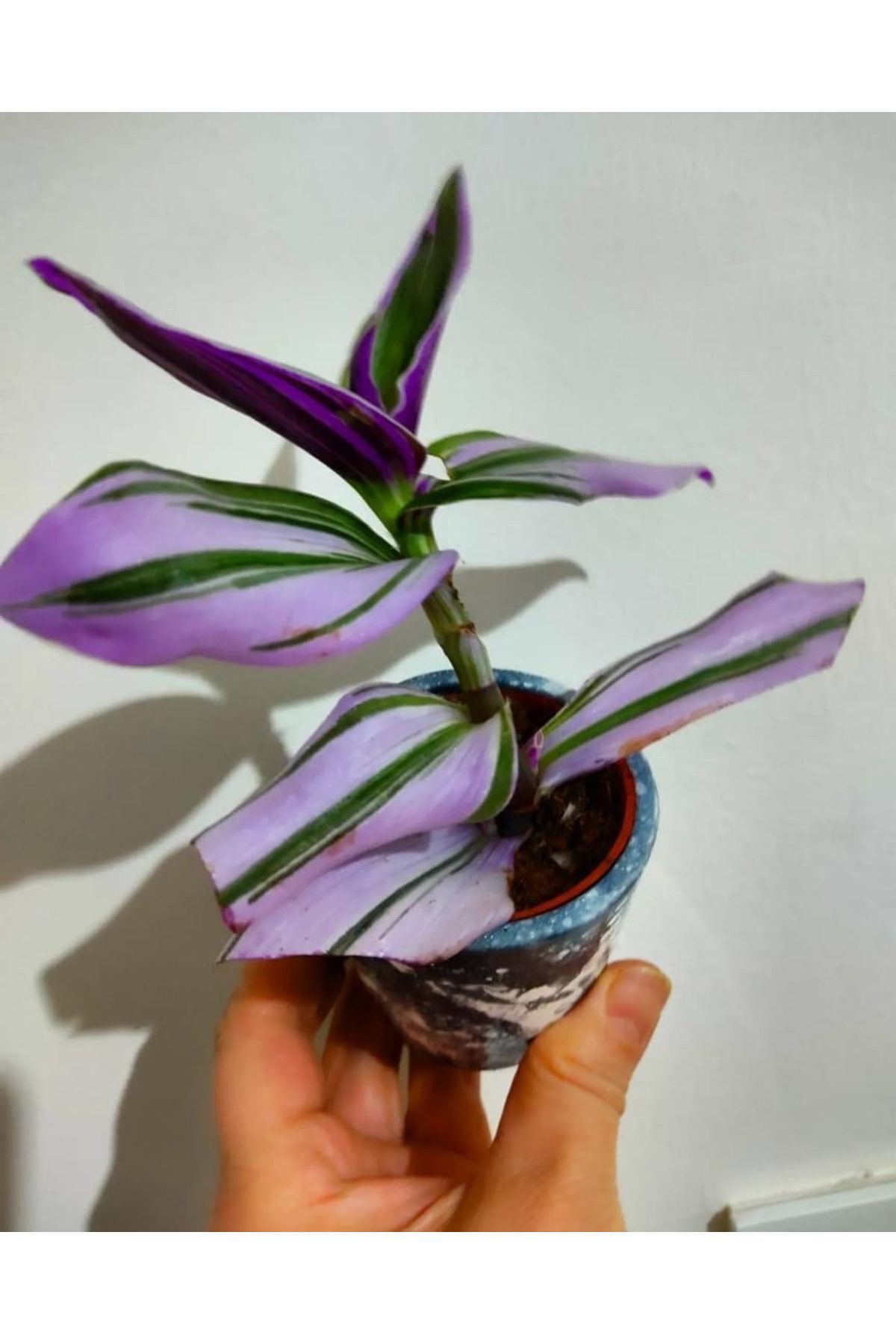 2 telegraph flower seedlings (15-20cm)