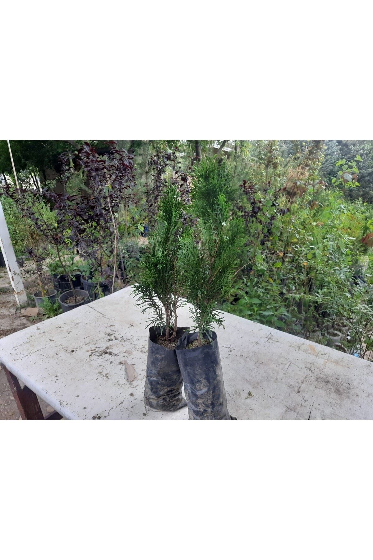 Smargat Mazı 2