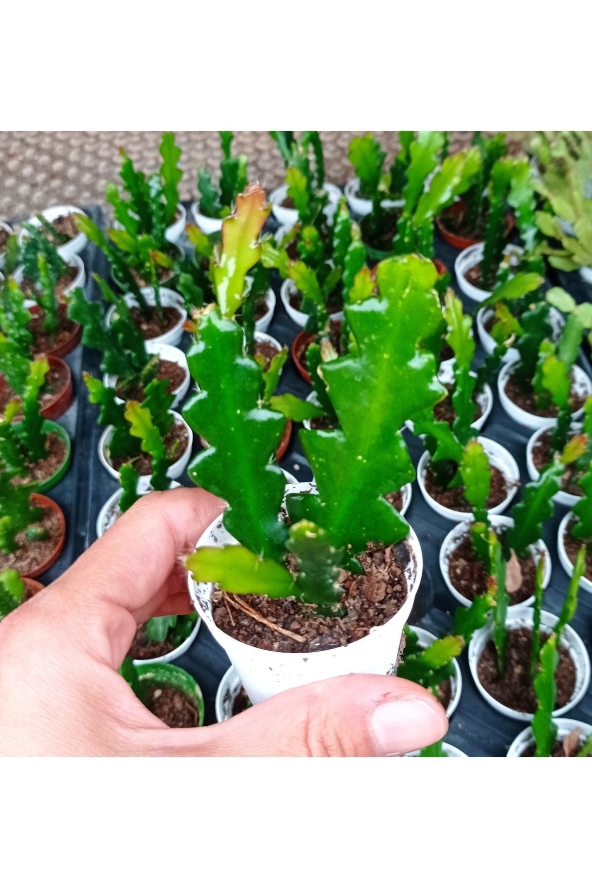 Epiphyllum Ackermanii - Atlas Çiçeği - Kırmızı Çiçek Açan Kaktüs 2 Adet 3
