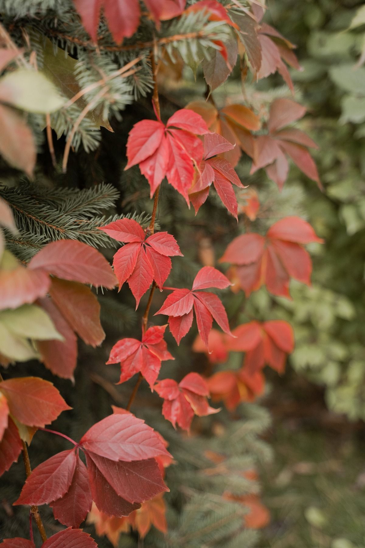 "2 Yaşında Amerikan Sarmaşığı (Parthenocissus quinquefolia) Fidanı - Güçlü Tırmanıcı Bitki" 4