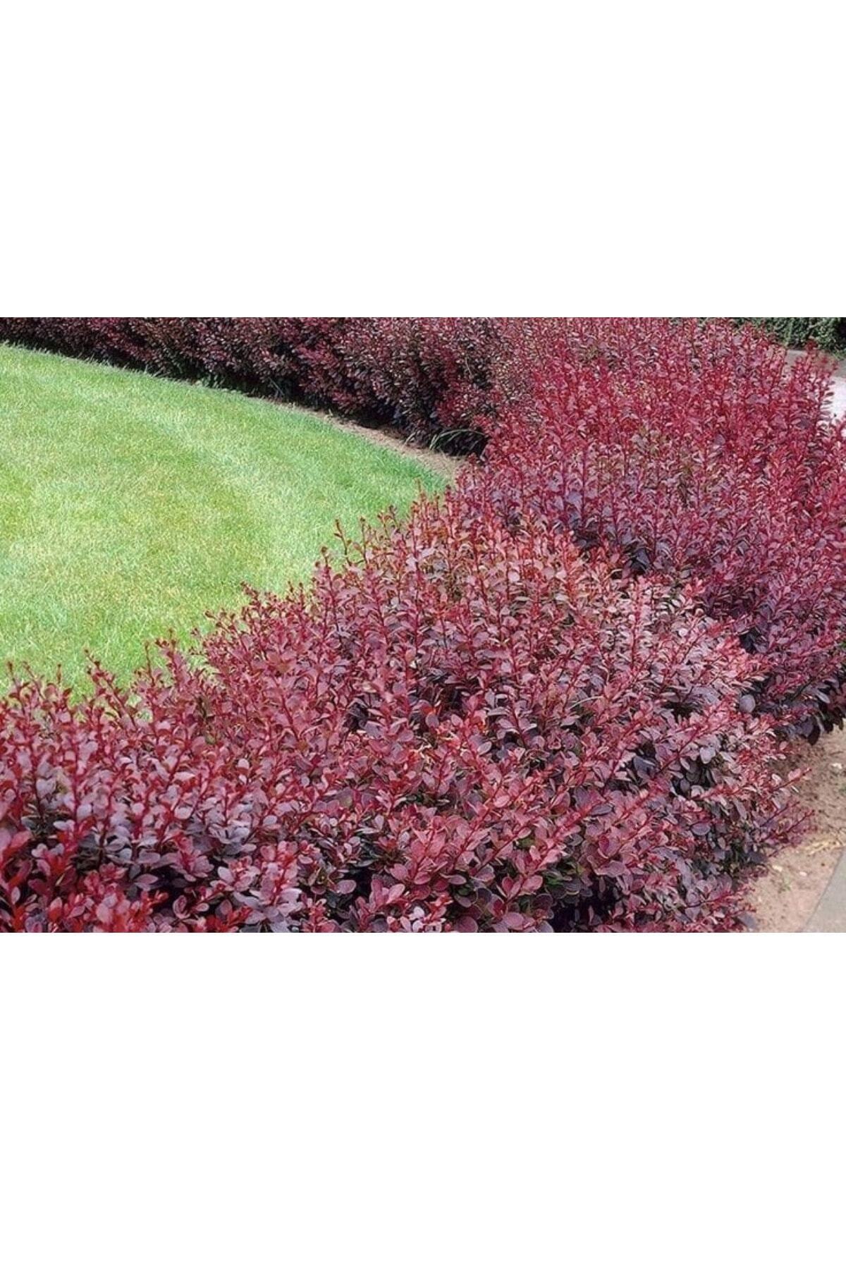 Berberis Fidanı 4