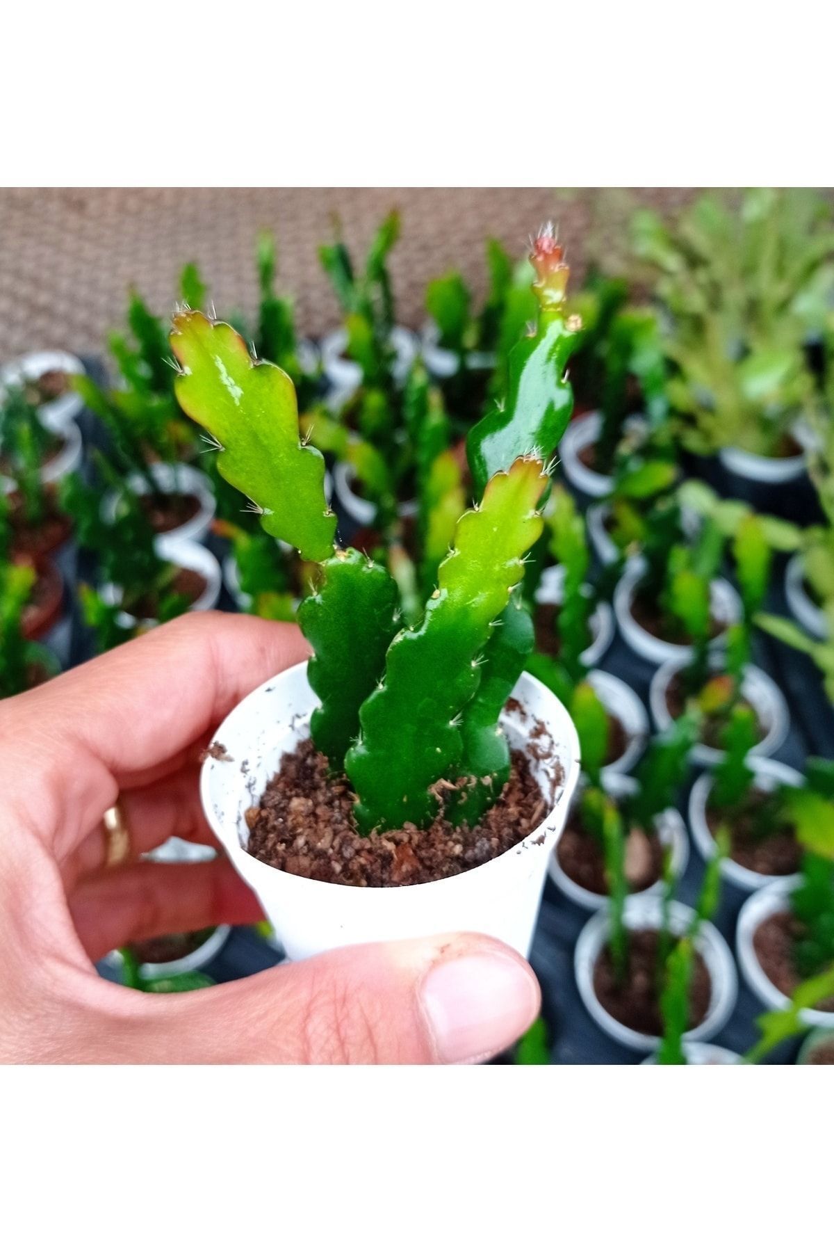 Epiphyllum Ackermanii - Atlas Çiçeği - Kırmızı Çiçek Açan Kaktüs 2 Adet 2