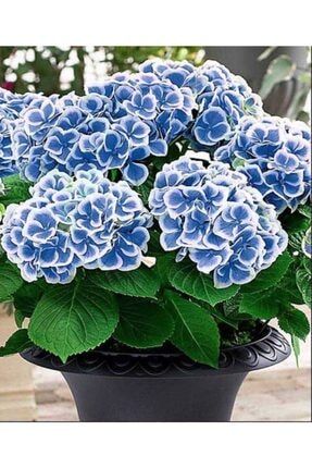 Aşılı Türlü Ebruli Mavi Ortanca Çiçeği Fidanı TYC00200070504
