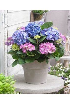 2 Adet Aşılı Tüplü Ortanca Çiçeği Fidanı-Pembe ve Mavi-Besin 982132