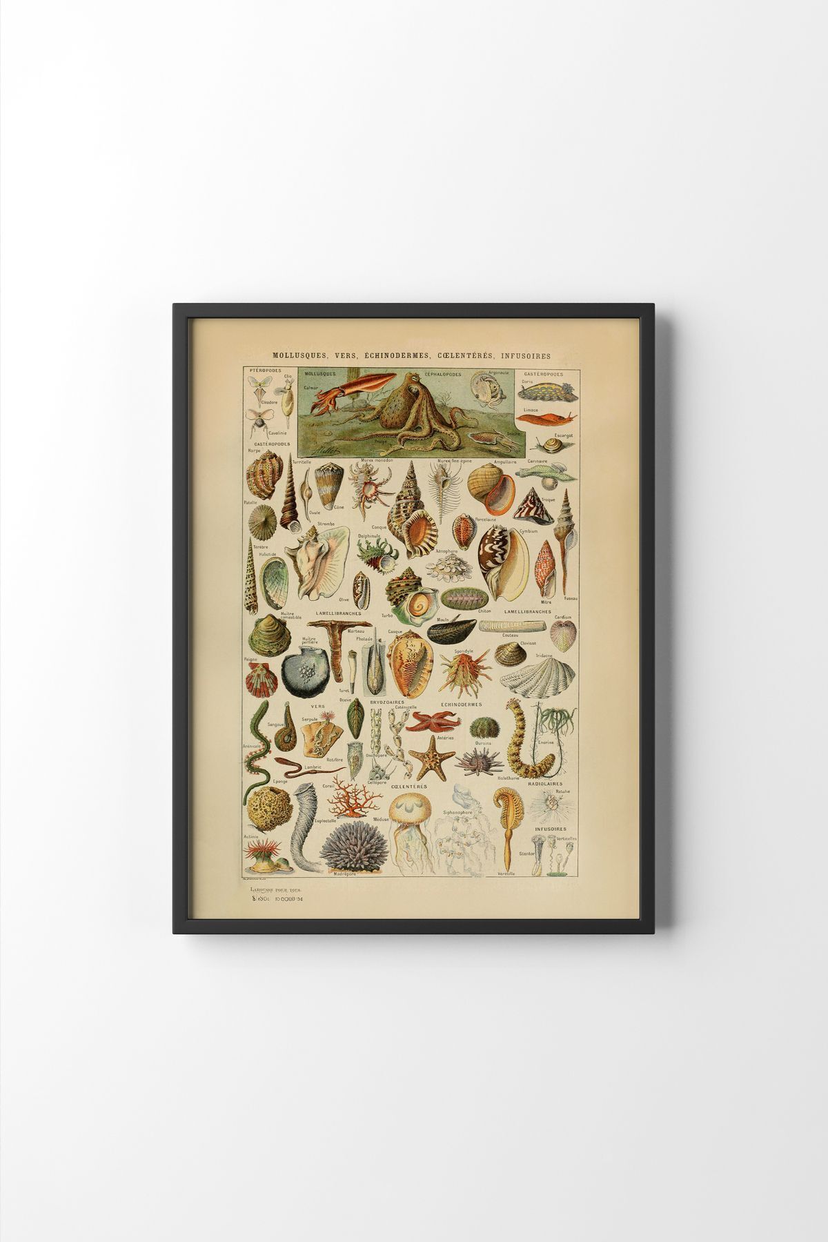 Mollusques - Black Frame
