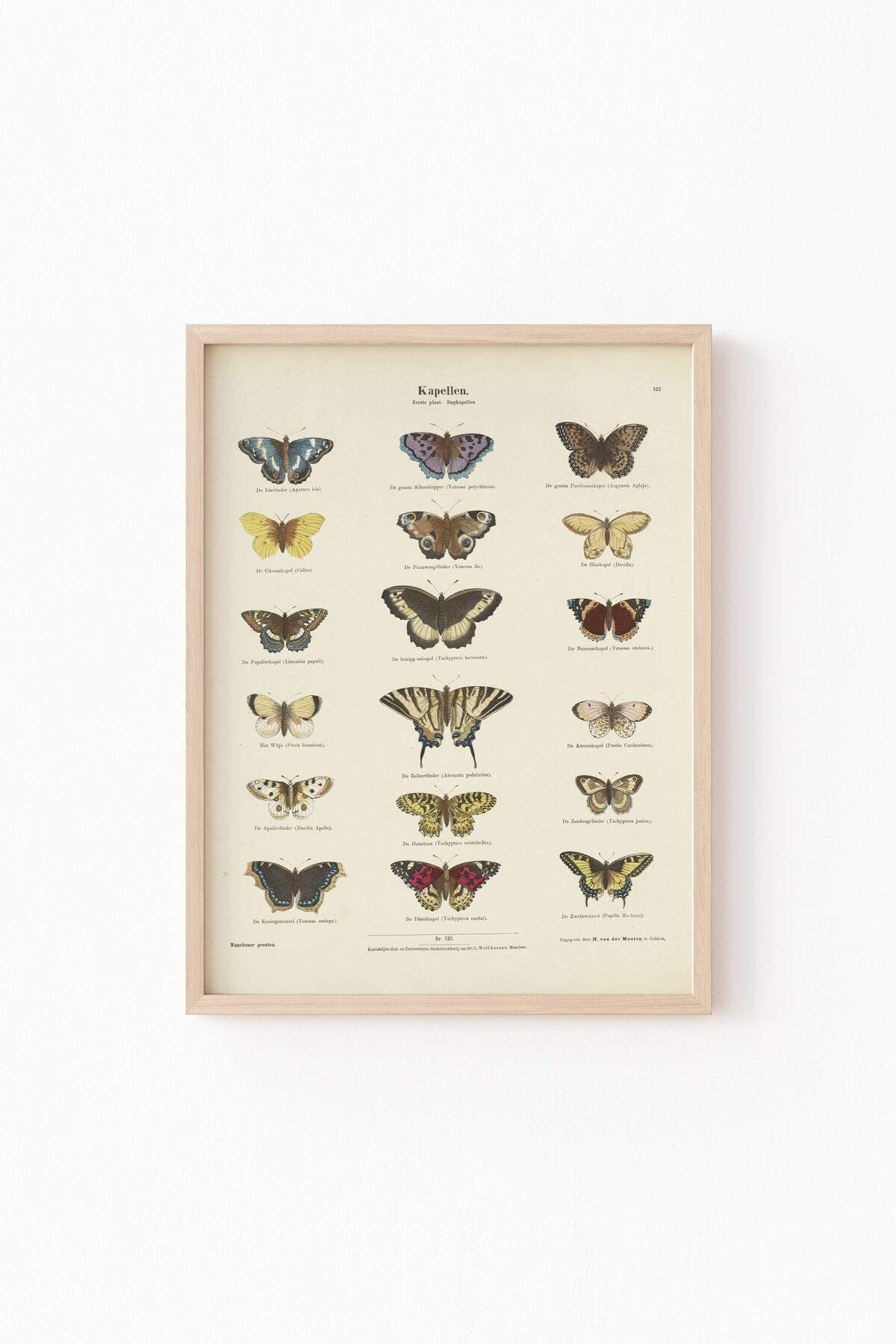Butterflies - Wooden Patterned Frame