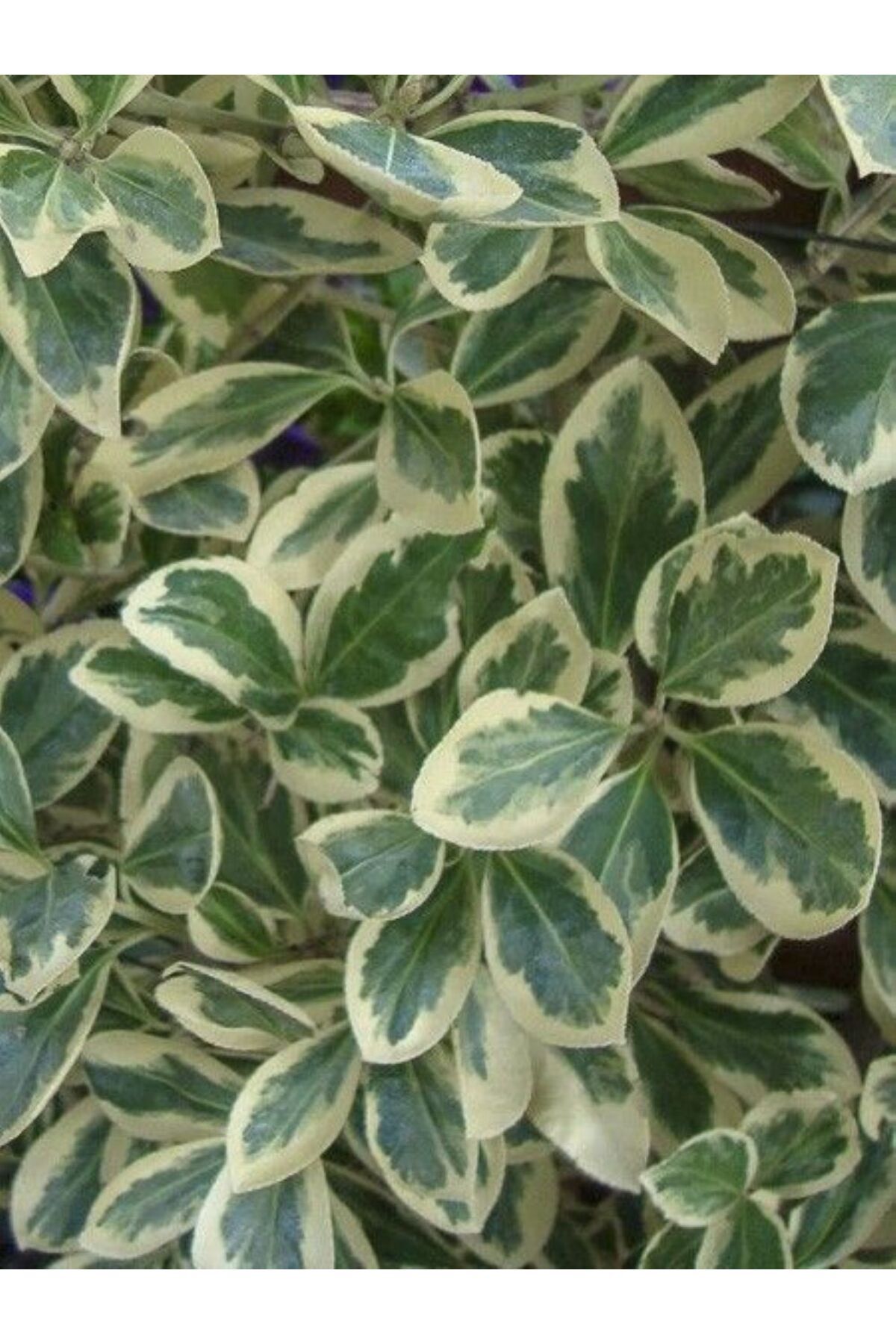 2 Yaşında Saksılı/Tüplü Bravo Gümüşi Taflan (Euonymus japonicus) Fidanı - Dekoratif Bitki