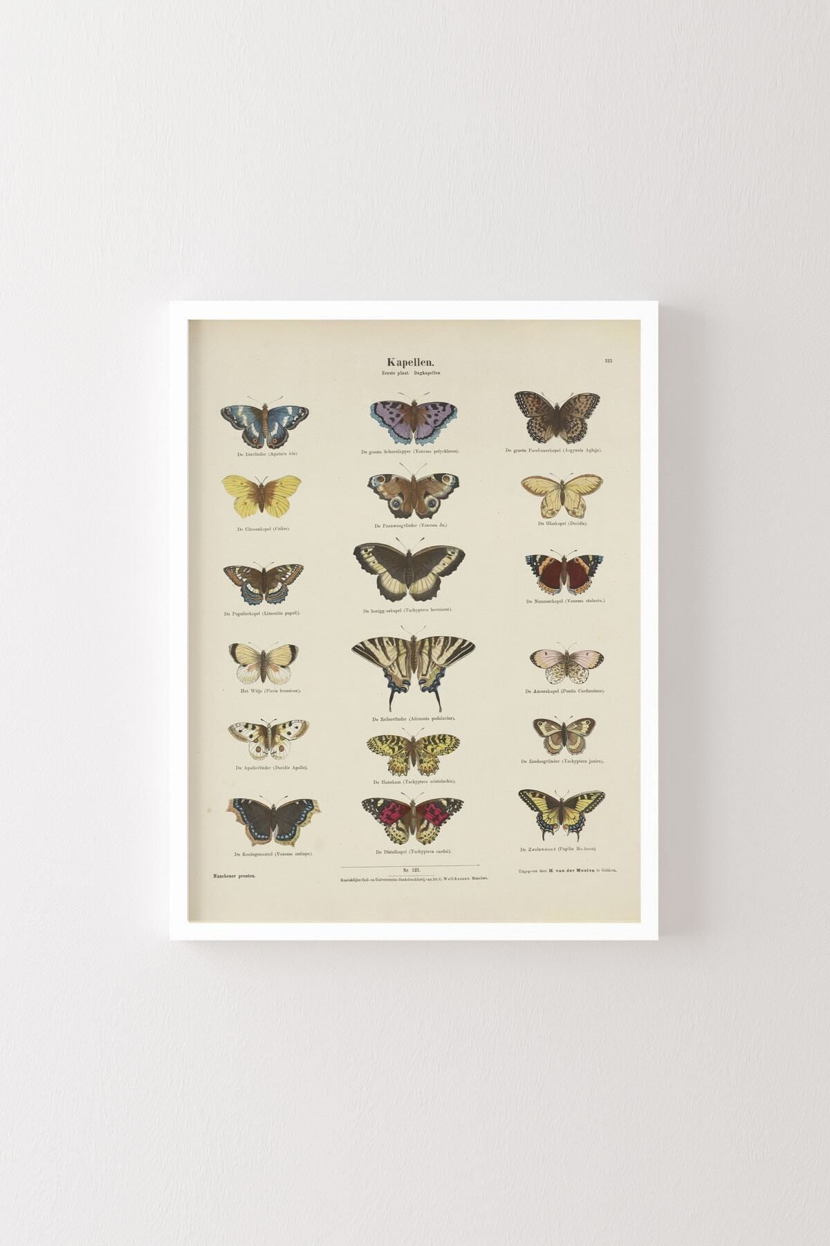 Butterflies - White Frame