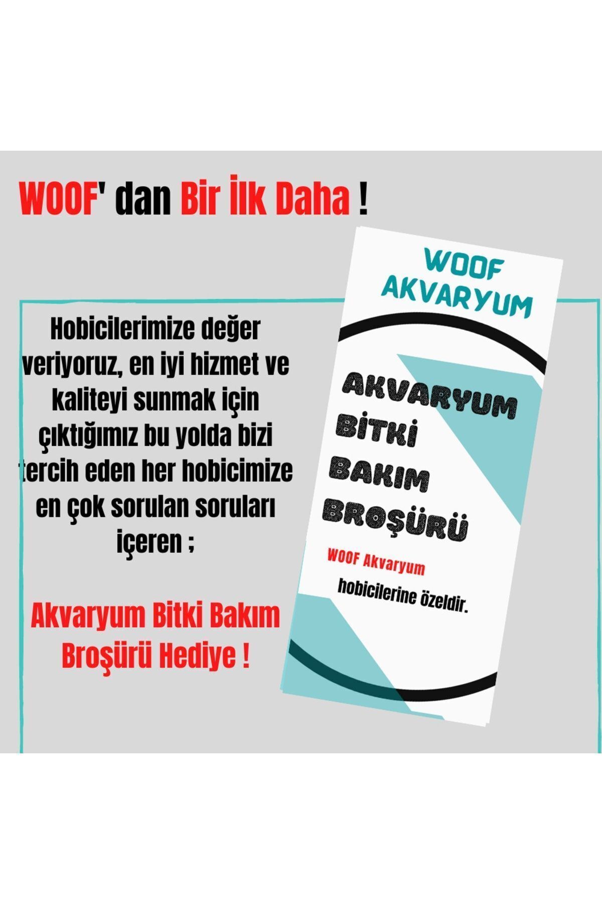 WOOF Ludwigia Green 5 Dal Kusursuz Form Akvaryum Bitkisi Canlı Bitki
