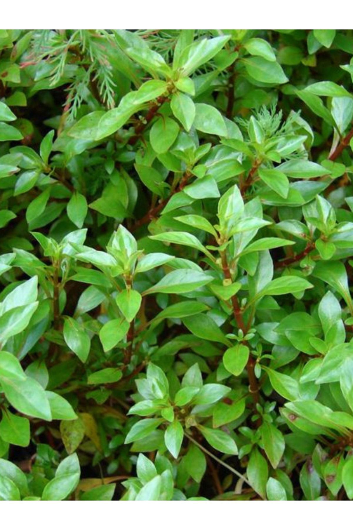 WOOF Ludwigia Green 5 Dal Kusursuz Form Akvaryum Bitkisi Canlı Bitki