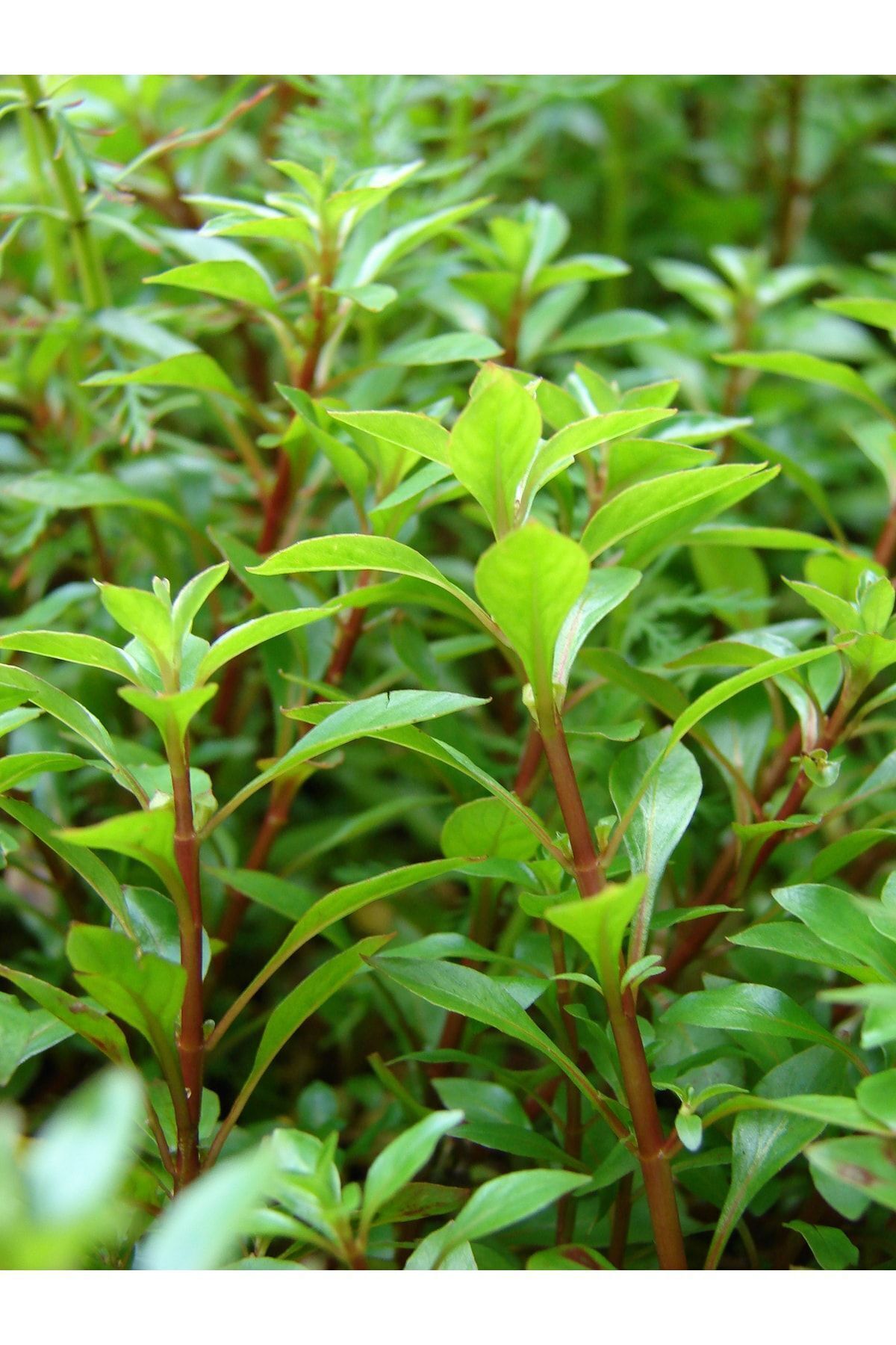WOOF Ludwigia Green 5 Dal Kusursuz Form Akvaryum Bitkisi Canlı Bitki