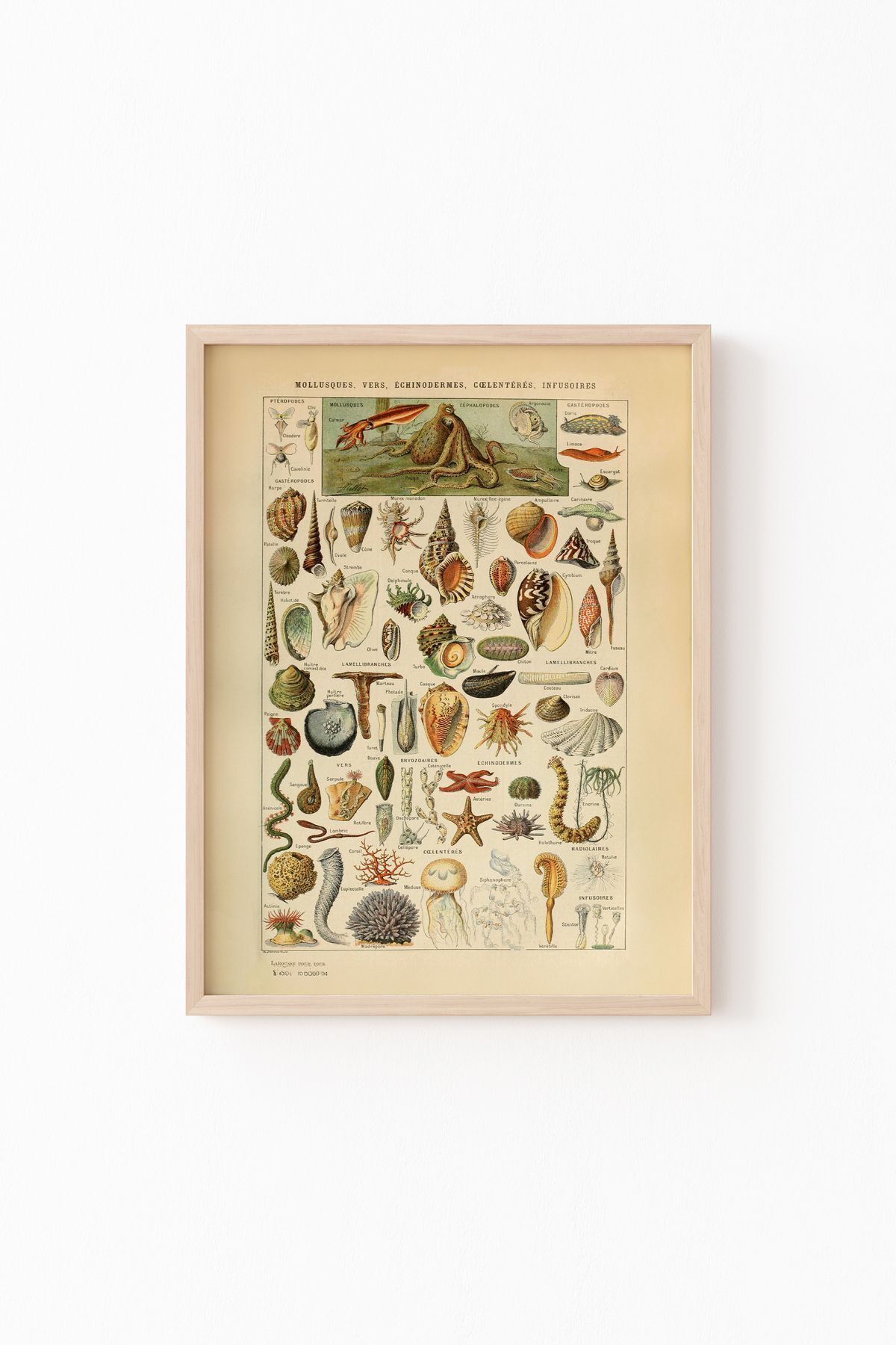 Mollusques - Wooden Patterned Frame