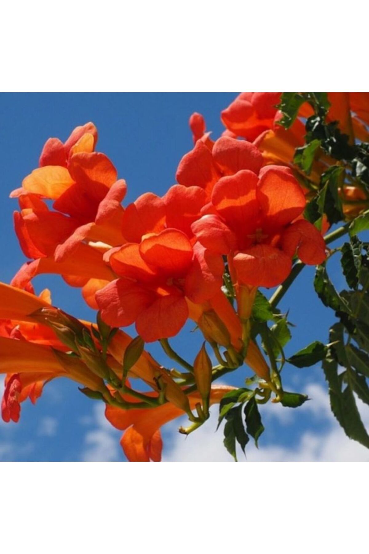 2 Yaşında Tüplü Acem Borusu (Campsis radicans) Fidanı - Hızlı Büyüyen ve Gösterişli Tırmanıcı 4